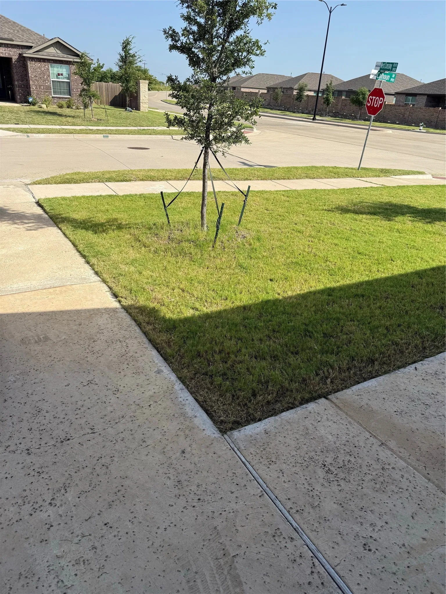 Manicured lawn with a young tree
