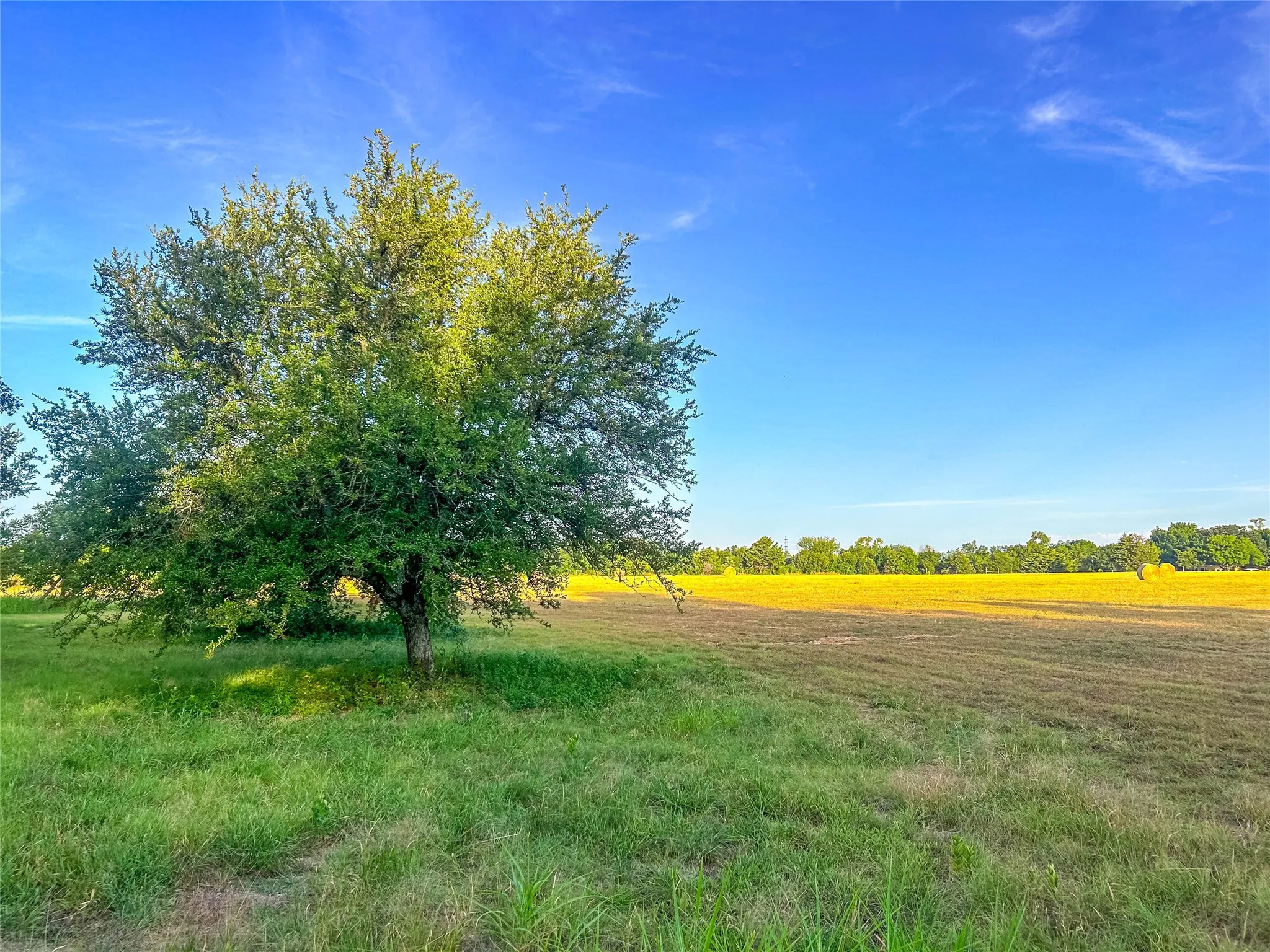 Expansive outdoor space featuring a mature tree, open field, and clear sky
