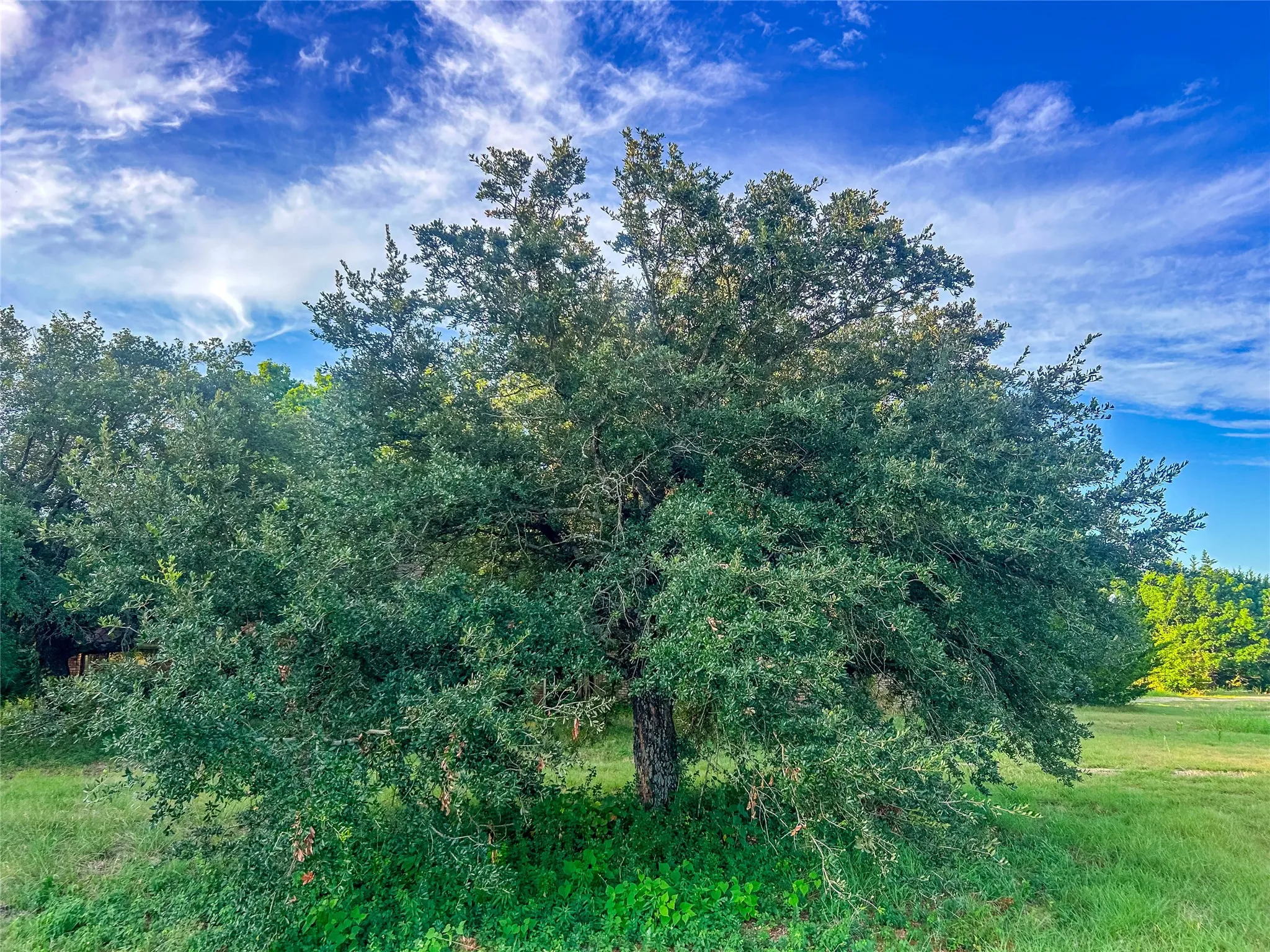 Expansive green foliage with mature trees and natural landscaping