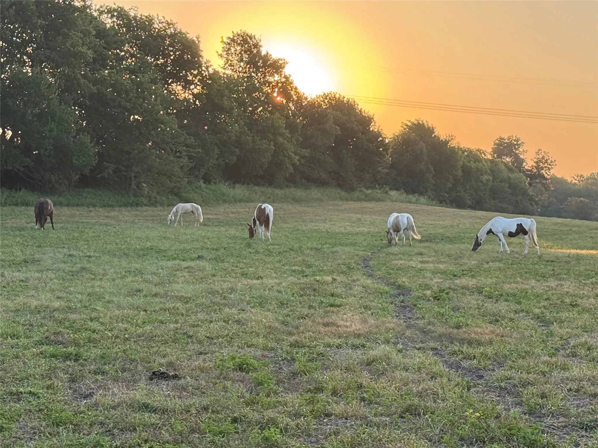 Ranch For Sale in Grayson County , 1170 Cameron Hill Drive, Van Alstyne, Texas 75495, 0, 0, Garage spaces, 0 Sqft, built in 0, mls#21366055, Real Estate Agent in Van Alstyne, Homes For Sale in Grayson county, Homes For Sale in Van Alstyne, Realtor in Van Alstyne Texas, Real Estate Brokerage Independent Realty Texas, Luminita Cordes Realtor