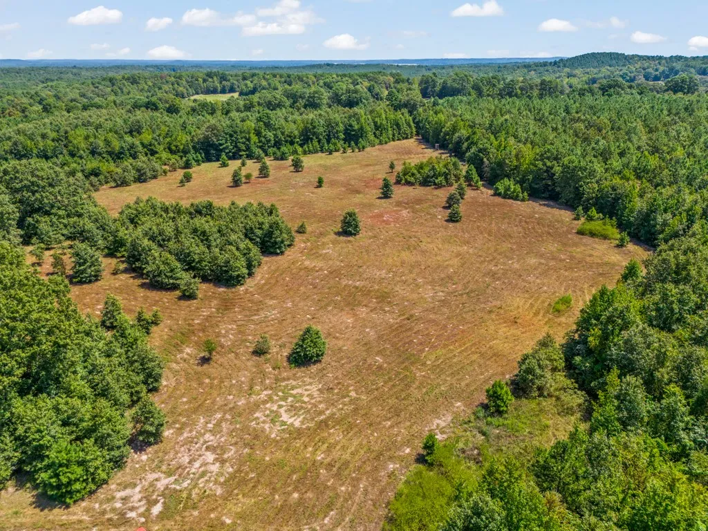 Open field with surrounding mature trees