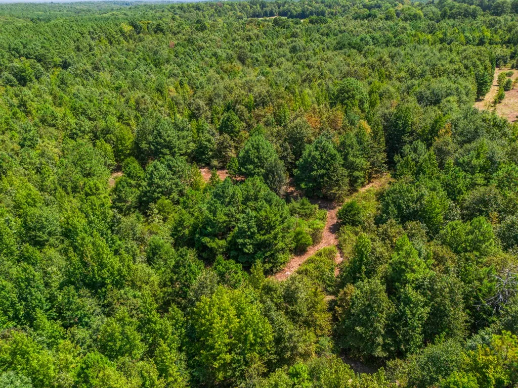 Expansive wooded lot featuring mature trees and a natural terrain