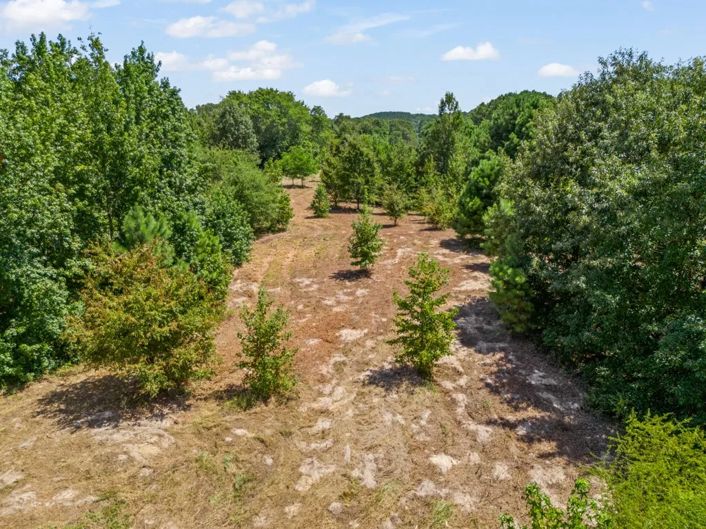 Ranch For Sale in Upshur County , 12843 FM 2796, Pittsburg, Texas 75686, 0, 0, Garage spaces, 0 Sqft, built in 0, Price $778,290, mls#21366360, Real Estate Agent in Pittsburg, Homes For Sale in Upshur county, Homes For Sale in Pittsburg, Realtor in Pittsburg Texas, Real Estate Brokerage Independent Realty Texas, Luminita Cordes Realtor