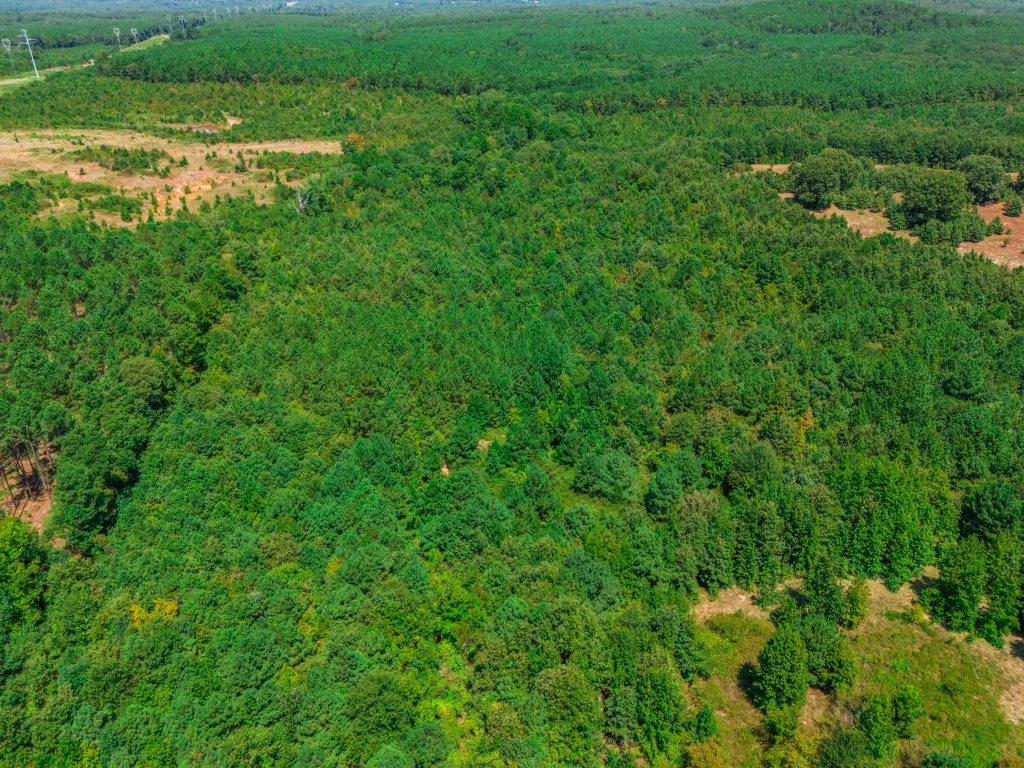 Expansive forested acreage with varied tree canopy