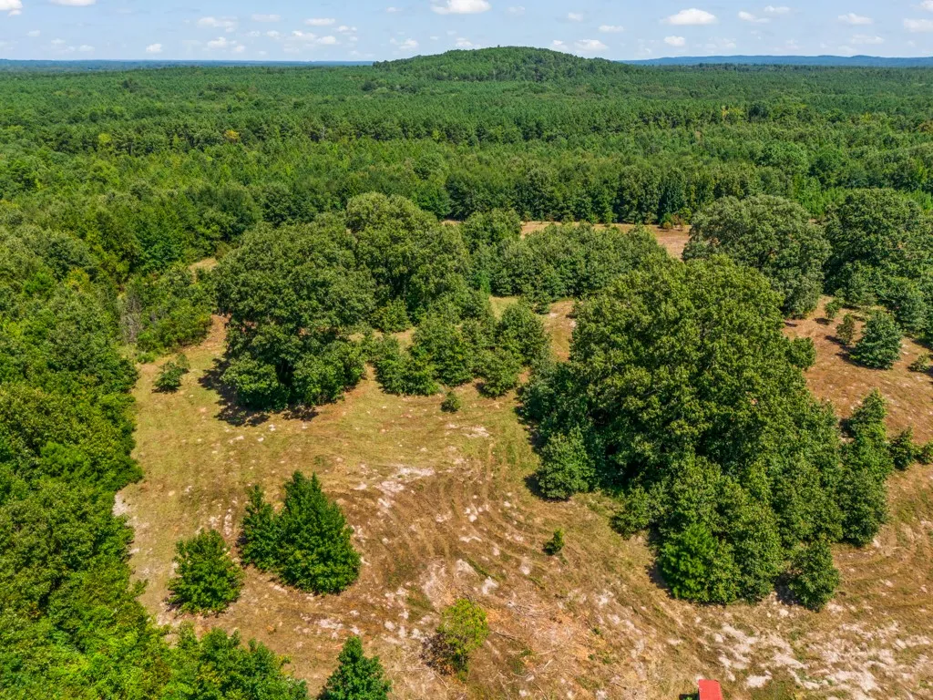 Expansive wooded acreage with a mix of mature trees and open clearings