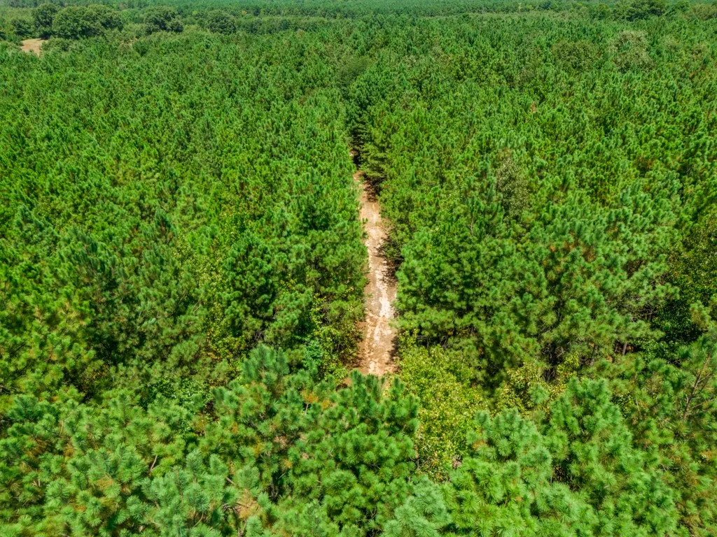 Expansive forested acreage with dense evergreen trees and a defined natural pathway
