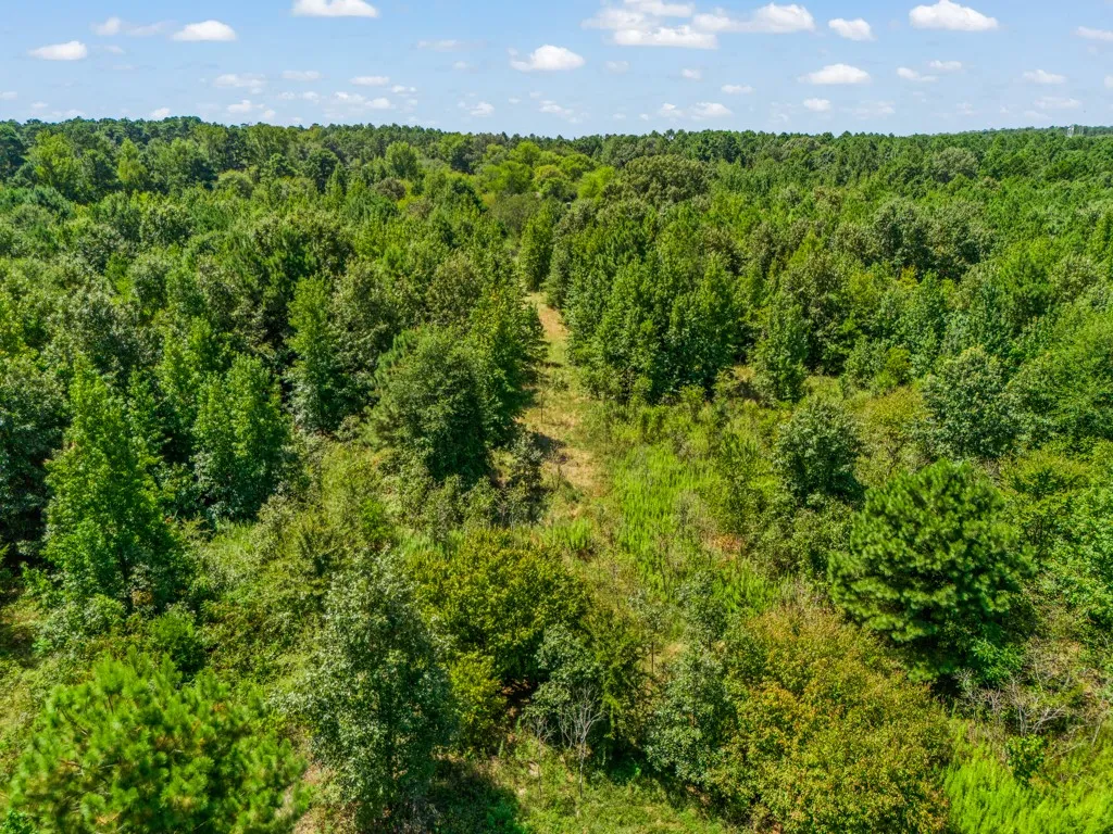 Expansive wooded acreage featuring mature timber stands and natural forest canopy
