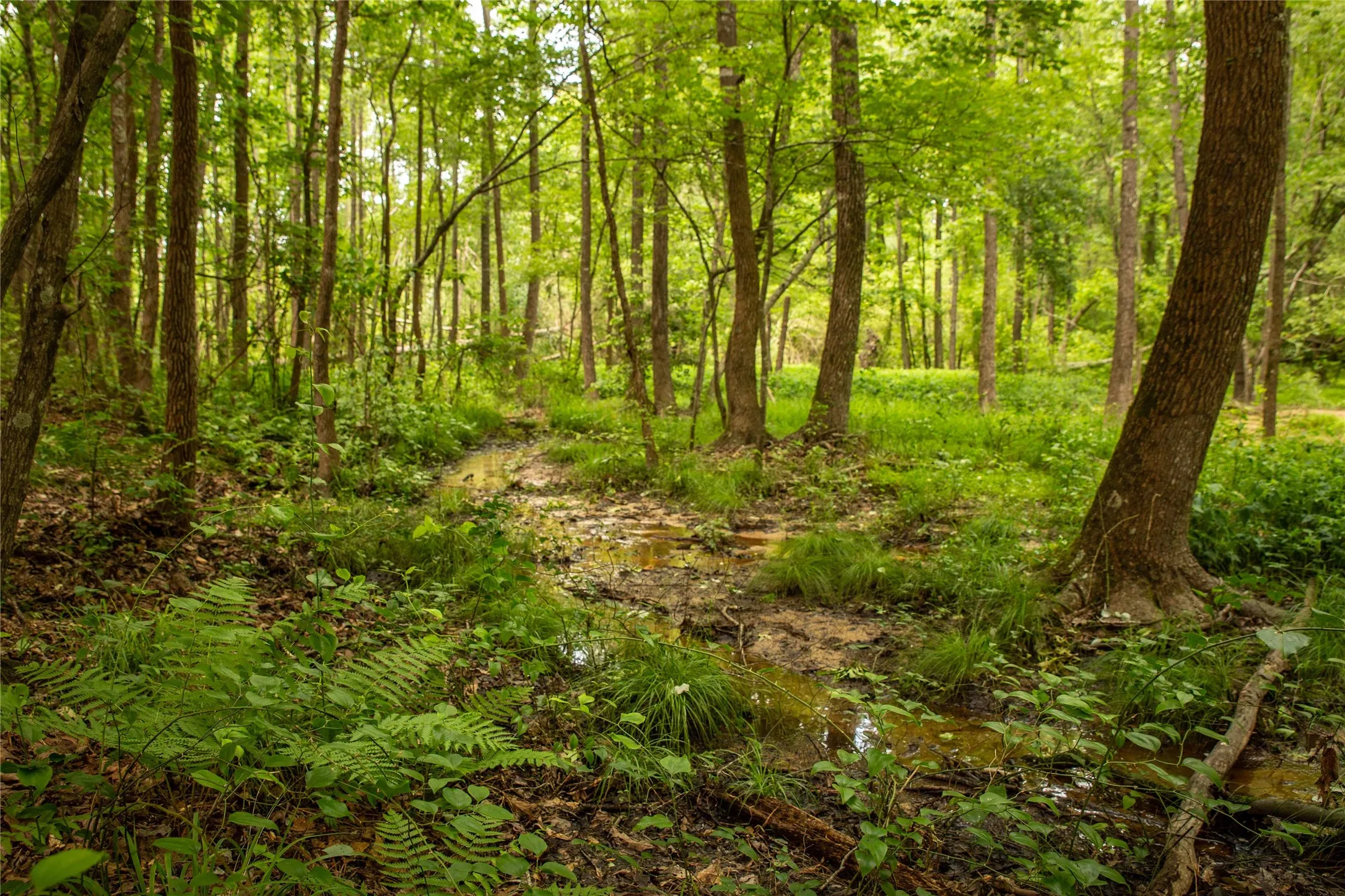 Improved Land For Sale in Cass County , 945 FM 130, Linden, Texas 75563, 0, 0, Garage spaces, 0 Sqft, built in 0, Price $3,700,000, mls#21366090, Real Estate Agent in Linden, Homes For Sale in Cass county, Homes For Sale in Linden, Realtor in Linden Texas, Real Estate Brokerage Independent Realty Texas, Luminita Cordes Realtor