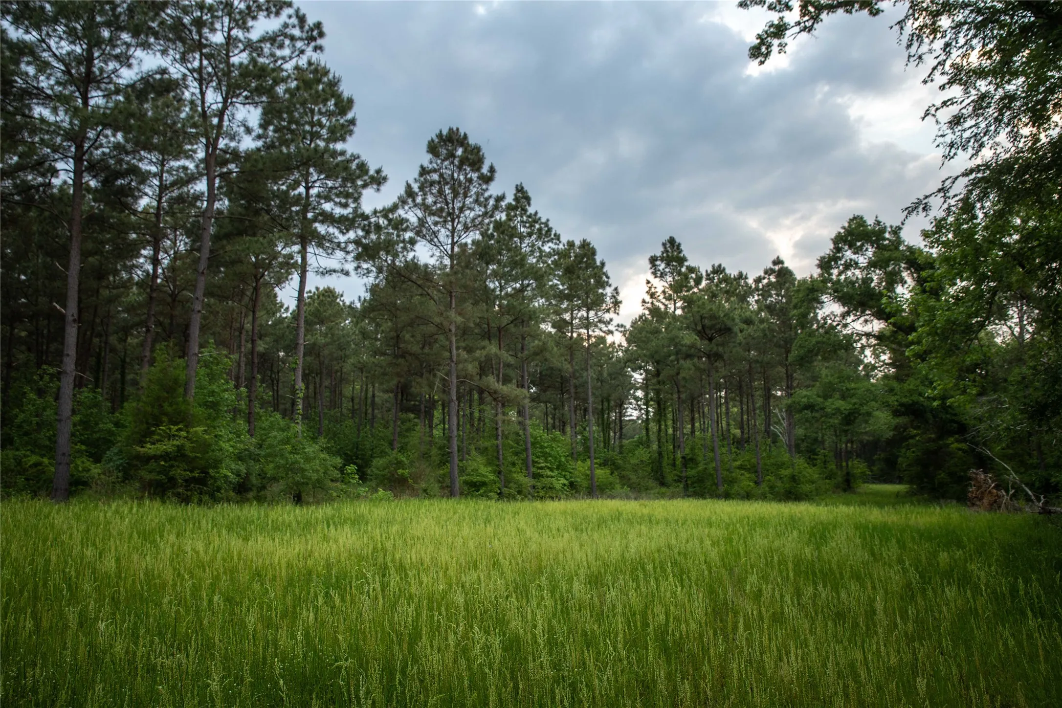 Improved Land For Sale in Cass County , 945 FM 130, Linden, Texas 75563, 0, 0, Garage spaces, 0 Sqft, built in 0, Price $3,700,000, mls#21366090, Real Estate Agent in Linden, Homes For Sale in Cass county, Homes For Sale in Linden, Realtor in Linden Texas, Real Estate Brokerage Independent Realty Texas, Luminita Cordes Realtor