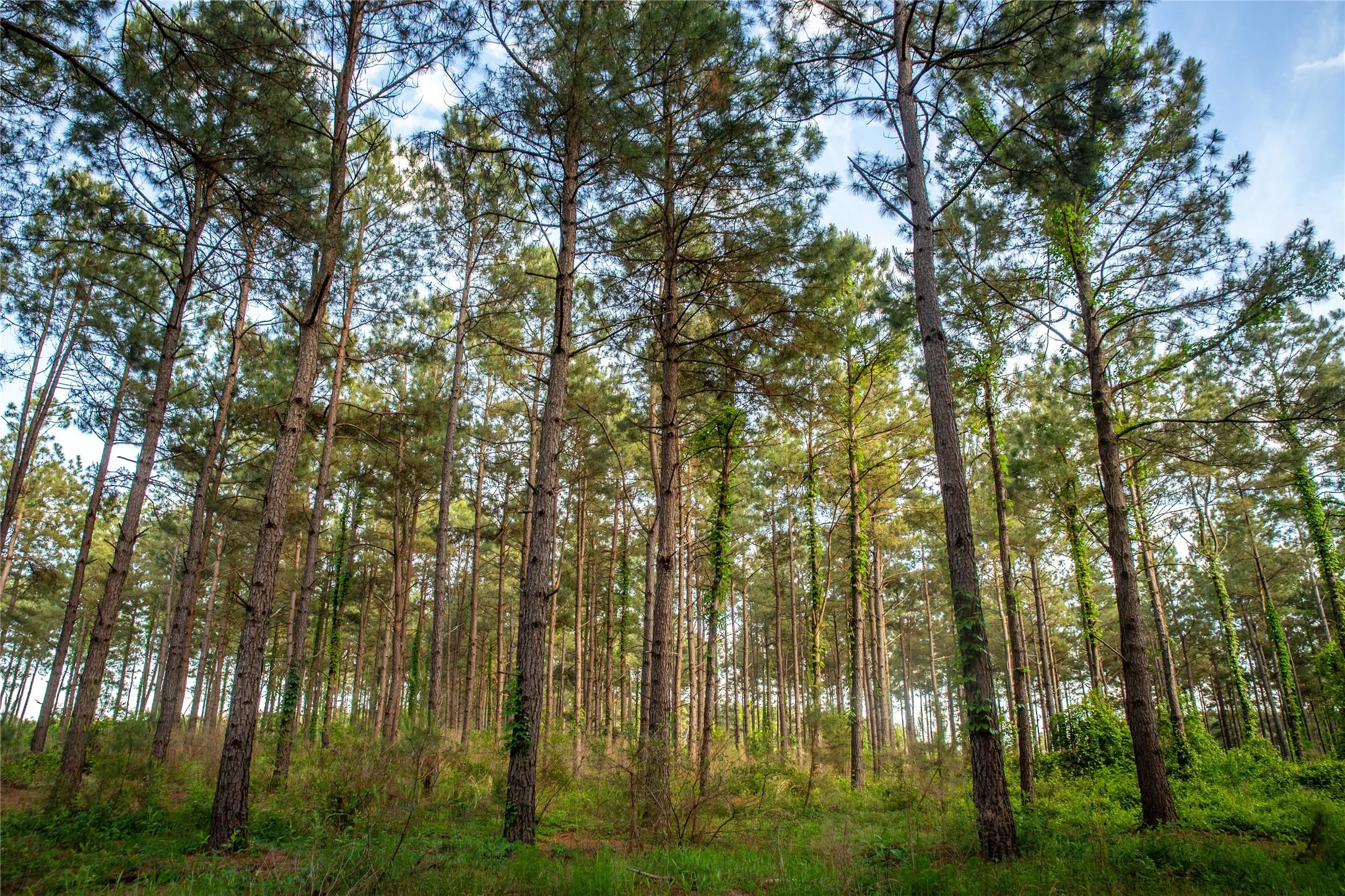 Improved Land For Sale in Cass County , 945 FM 130, Linden, Texas 75563, 0, 0, Garage spaces, 0 Sqft, built in 0, Price $3,700,000, mls#21366090, Real Estate Agent in Linden, Homes For Sale in Cass county, Homes For Sale in Linden, Realtor in Linden Texas, Real Estate Brokerage Independent Realty Texas, Luminita Cordes Realtor