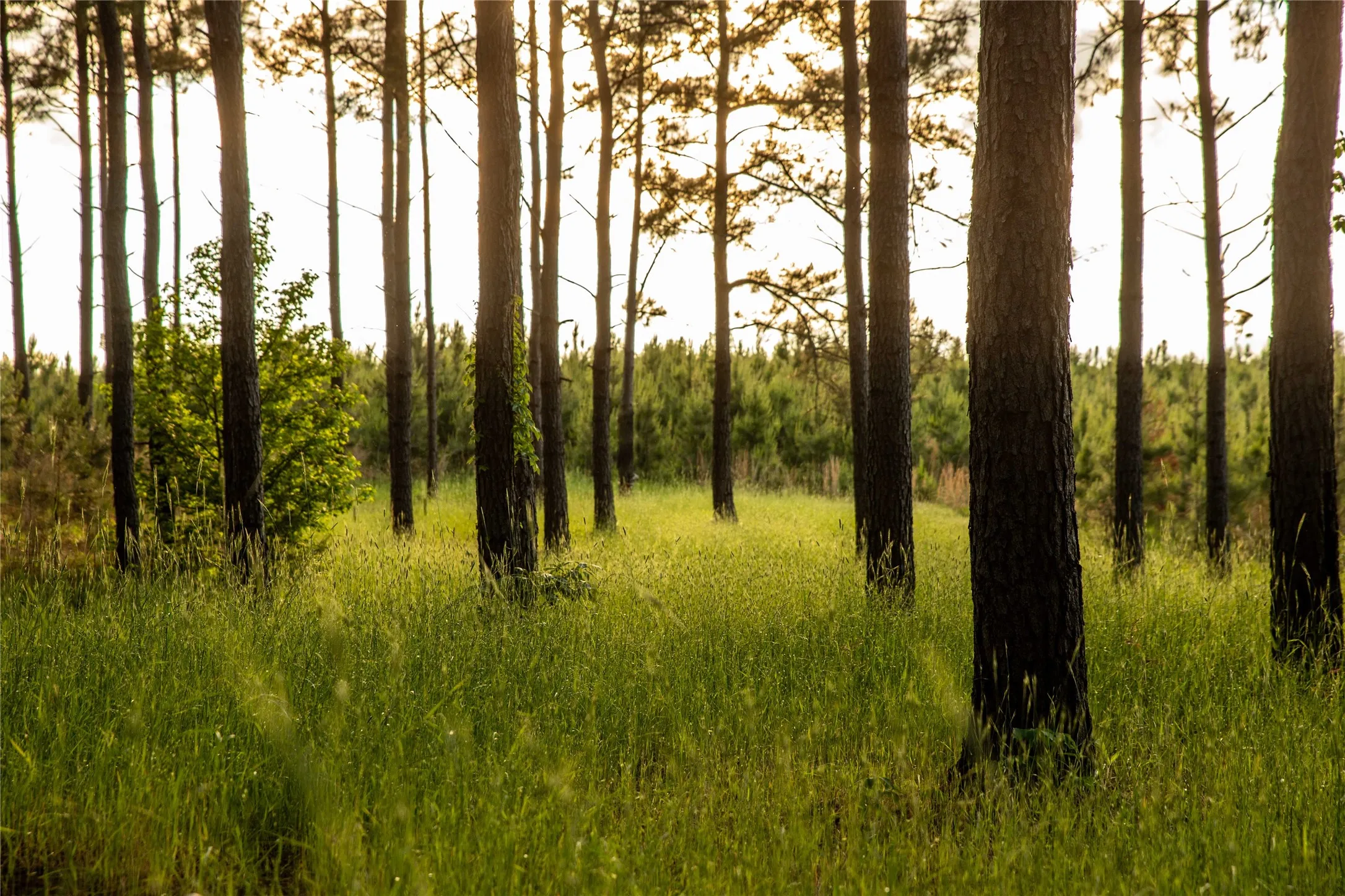 Improved Land For Sale in Cass County , 945 FM 130, Linden, Texas 75563, 0, 0, Garage spaces, 0 Sqft, built in 0, Price $3,700,000, mls#21366090, Real Estate Agent in Linden, Homes For Sale in Cass county, Homes For Sale in Linden, Realtor in Linden Texas, Real Estate Brokerage Independent Realty Texas, Luminita Cordes Realtor