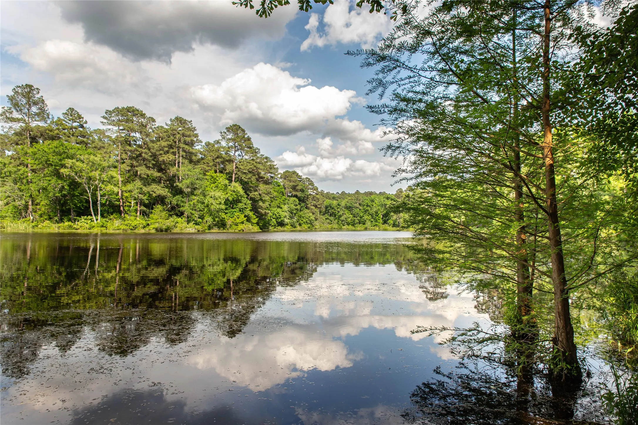 Improved Land For Sale in Cass County , 945 FM 130, Linden, Texas 75563, 0, 0, Garage spaces, 0 Sqft, built in 0, Price $3,700,000, mls#21366090, Real Estate Agent in Linden, Homes For Sale in Cass county, Homes For Sale in Linden, Realtor in Linden Texas, Real Estate Brokerage Independent Realty Texas, Luminita Cordes Realtor