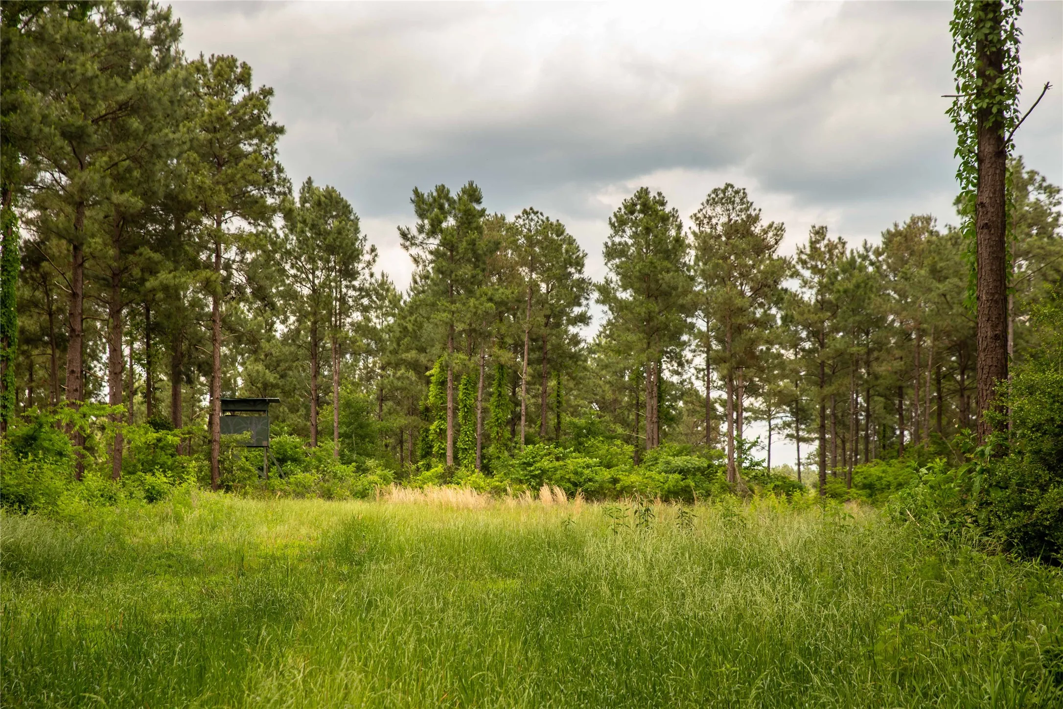 Improved Land For Sale in Cass County , 945 FM 130, Linden, Texas 75563, 0, 0, Garage spaces, 0 Sqft, built in 0, Price $3,700,000, mls#21366090, Real Estate Agent in Linden, Homes For Sale in Cass county, Homes For Sale in Linden, Realtor in Linden Texas, Real Estate Brokerage Independent Realty Texas, Luminita Cordes Realtor