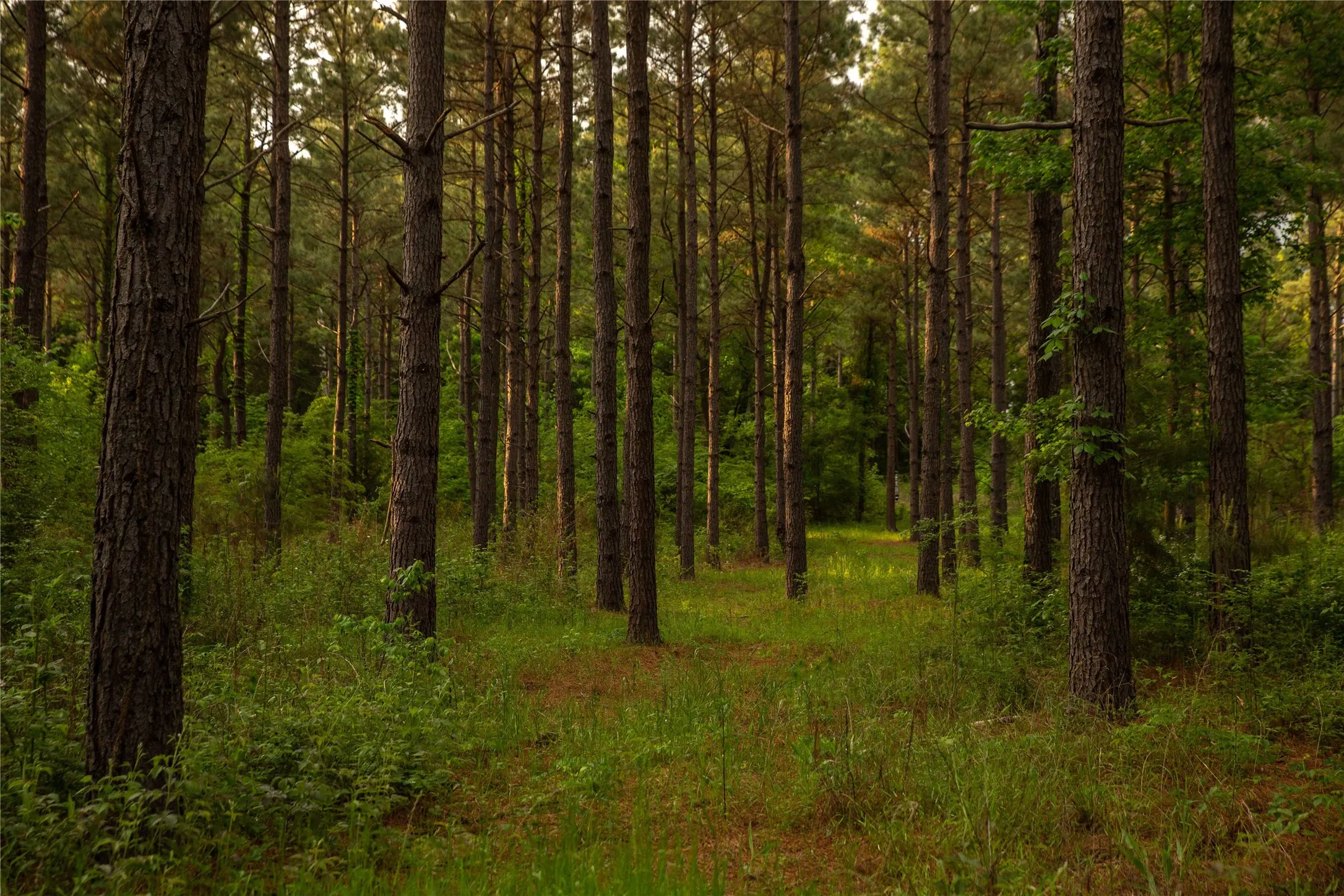 Improved Land For Sale in Cass County , 945 FM 130, Linden, Texas 75563, 0, 0, Garage spaces, 0 Sqft, built in 0, Price $3,700,000, mls#21366090, Real Estate Agent in Linden, Homes For Sale in Cass county, Homes For Sale in Linden, Realtor in Linden Texas, Real Estate Brokerage Independent Realty Texas, Luminita Cordes Realtor
