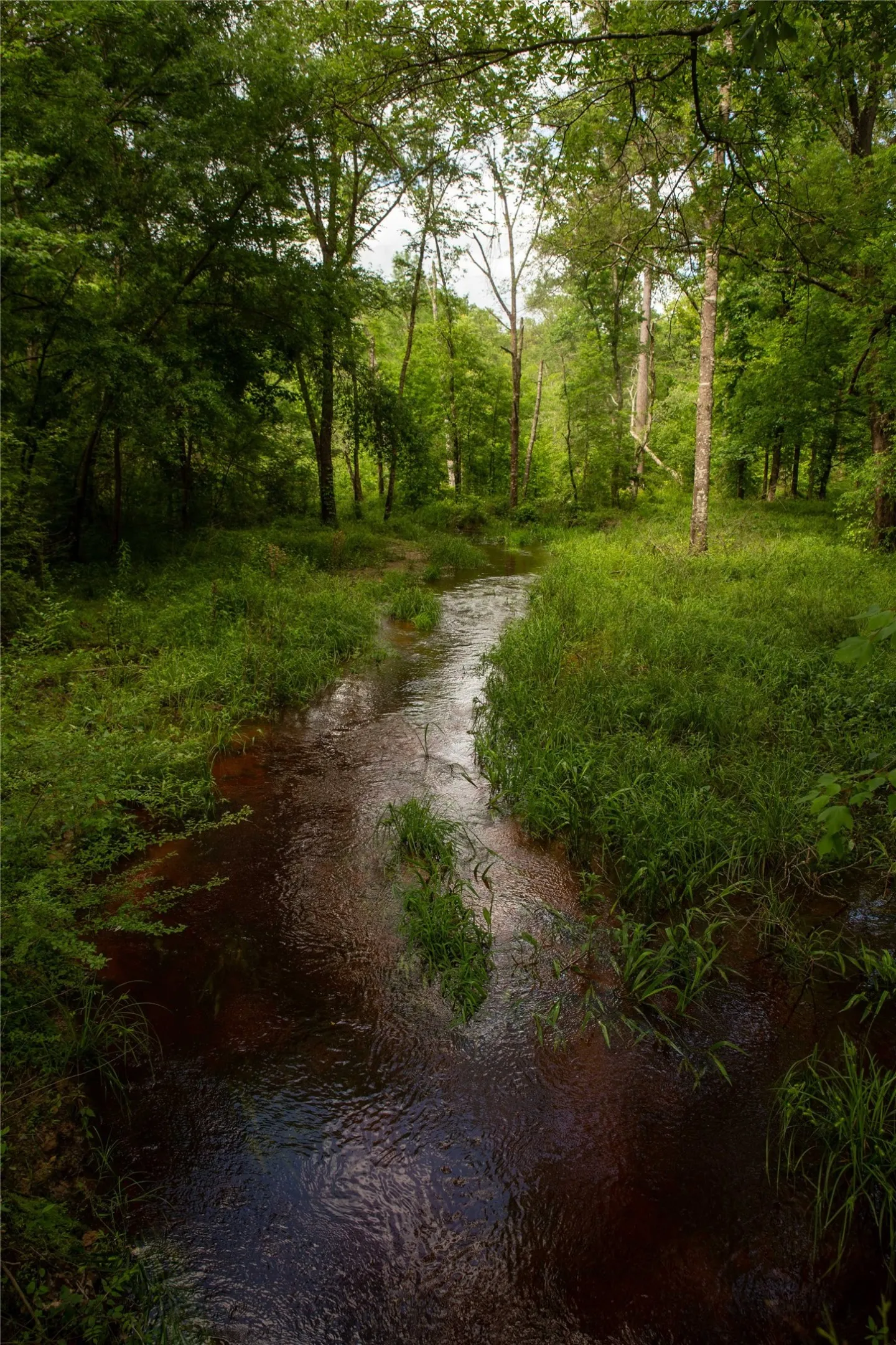 Improved Land For Sale in Cass County , 945 FM 130, Linden, Texas 75563, 0, 0, Garage spaces, 0 Sqft, built in 0, Price $3,700,000, mls#21366090, Real Estate Agent in Linden, Homes For Sale in Cass county, Homes For Sale in Linden, Realtor in Linden Texas, Real Estate Brokerage Independent Realty Texas, Luminita Cordes Realtor