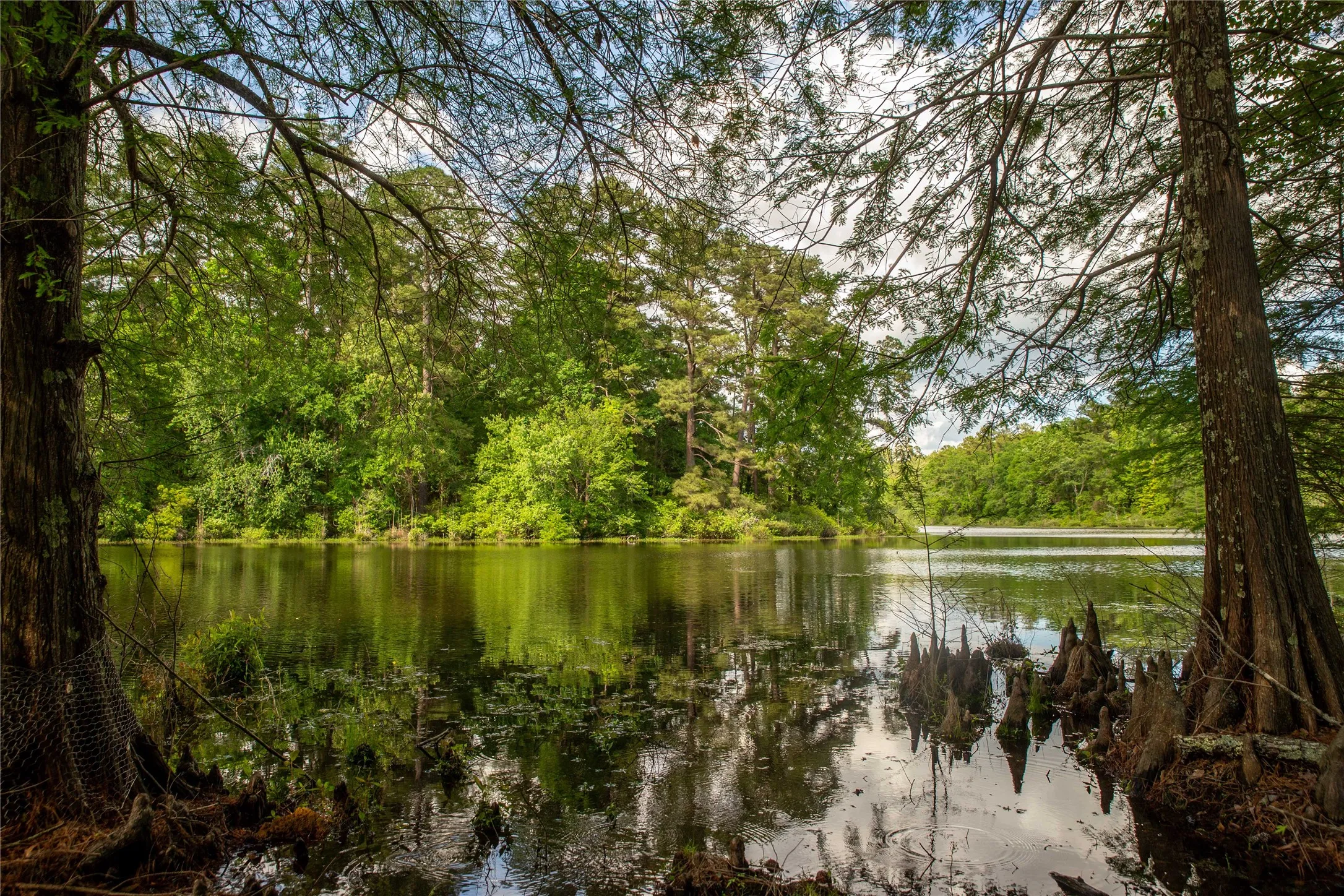 Improved Land For Sale in Cass County , 945 FM 130, Linden, Texas 75563, 0, 0, Garage spaces, 0 Sqft, built in 0, Price $3,700,000, mls#21366090, Real Estate Agent in Linden, Homes For Sale in Cass county, Homes For Sale in Linden, Realtor in Linden Texas, Real Estate Brokerage Independent Realty Texas, Luminita Cordes Realtor