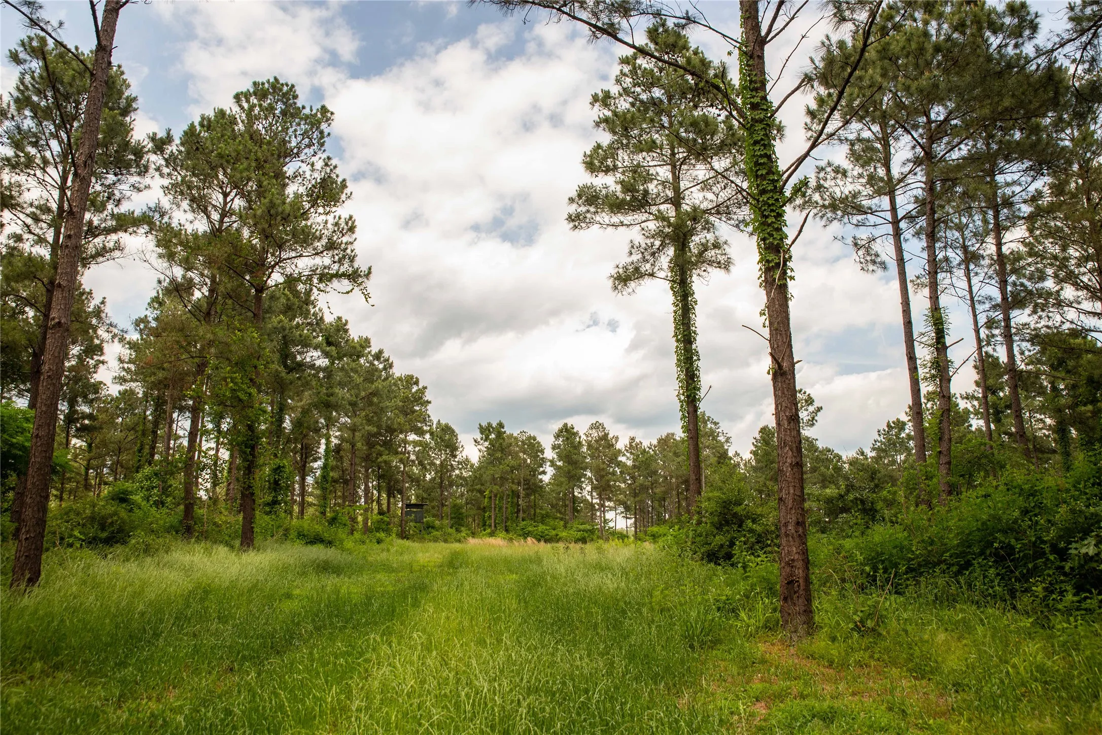 Improved Land For Sale in Cass County , 945 FM 130, Linden, Texas 75563, 0, 0, Garage spaces, 0 Sqft, built in 0, Price $3,700,000, mls#21366090, Real Estate Agent in Linden, Homes For Sale in Cass county, Homes For Sale in Linden, Realtor in Linden Texas, Real Estate Brokerage Independent Realty Texas, Luminita Cordes Realtor