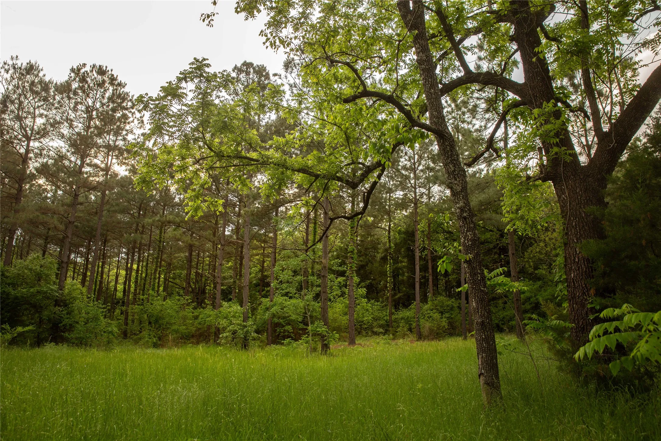 Improved Land For Sale in Cass County , 945 FM 130, Linden, Texas 75563, 0, 0, Garage spaces, 0 Sqft, built in 0, Price $3,700,000, mls#21366090, Real Estate Agent in Linden, Homes For Sale in Cass county, Homes For Sale in Linden, Realtor in Linden Texas, Real Estate Brokerage Independent Realty Texas, Luminita Cordes Realtor