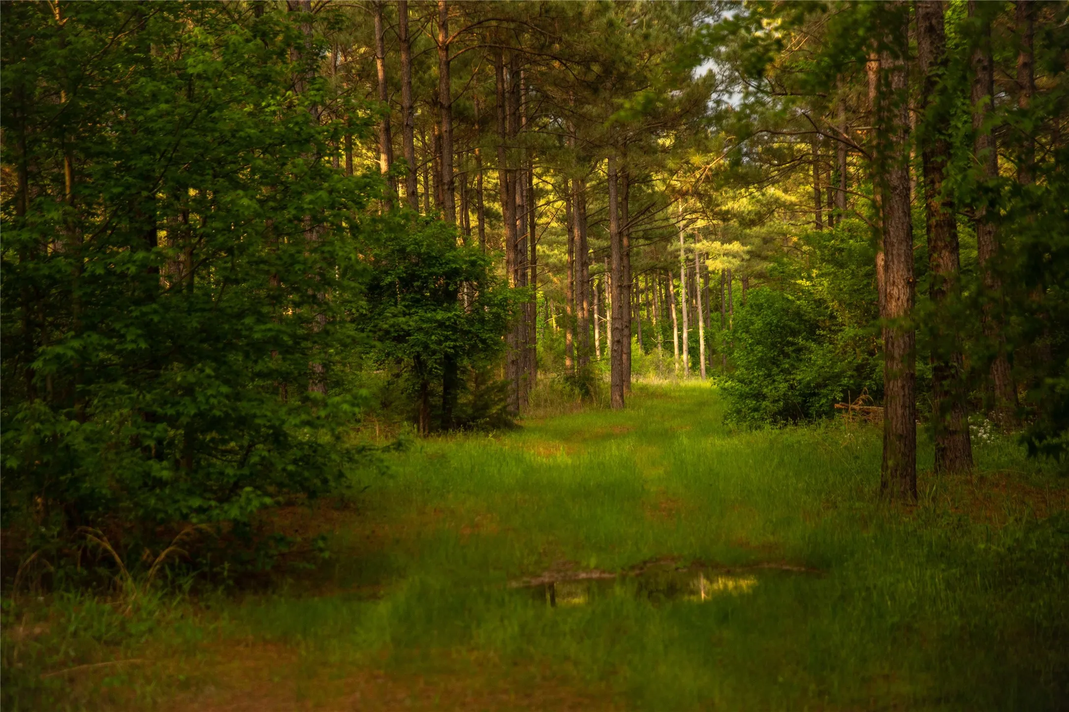 Improved Land For Sale in Cass County , 945 FM 130, Linden, Texas 75563, 0, 0, Garage spaces, 0 Sqft, built in 0, Price $3,700,000, mls#21366090, Real Estate Agent in Linden, Homes For Sale in Cass county, Homes For Sale in Linden, Realtor in Linden Texas, Real Estate Brokerage Independent Realty Texas, Luminita Cordes Realtor