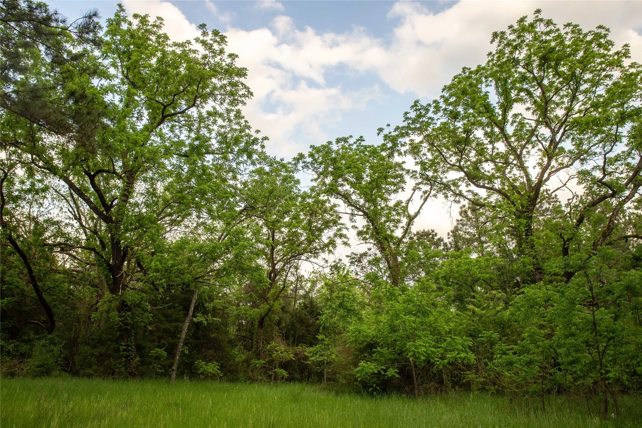 Improved Land For Sale in Cass County , 945 FM 130, Linden, Texas 75563, 0, 0, Garage spaces, 0 Sqft, built in 0, Price $3,700,000, mls#21366090, Real Estate Agent in Linden, Homes For Sale in Cass county, Homes For Sale in Linden, Realtor in Linden Texas, Real Estate Brokerage Independent Realty Texas, Luminita Cordes Realtor