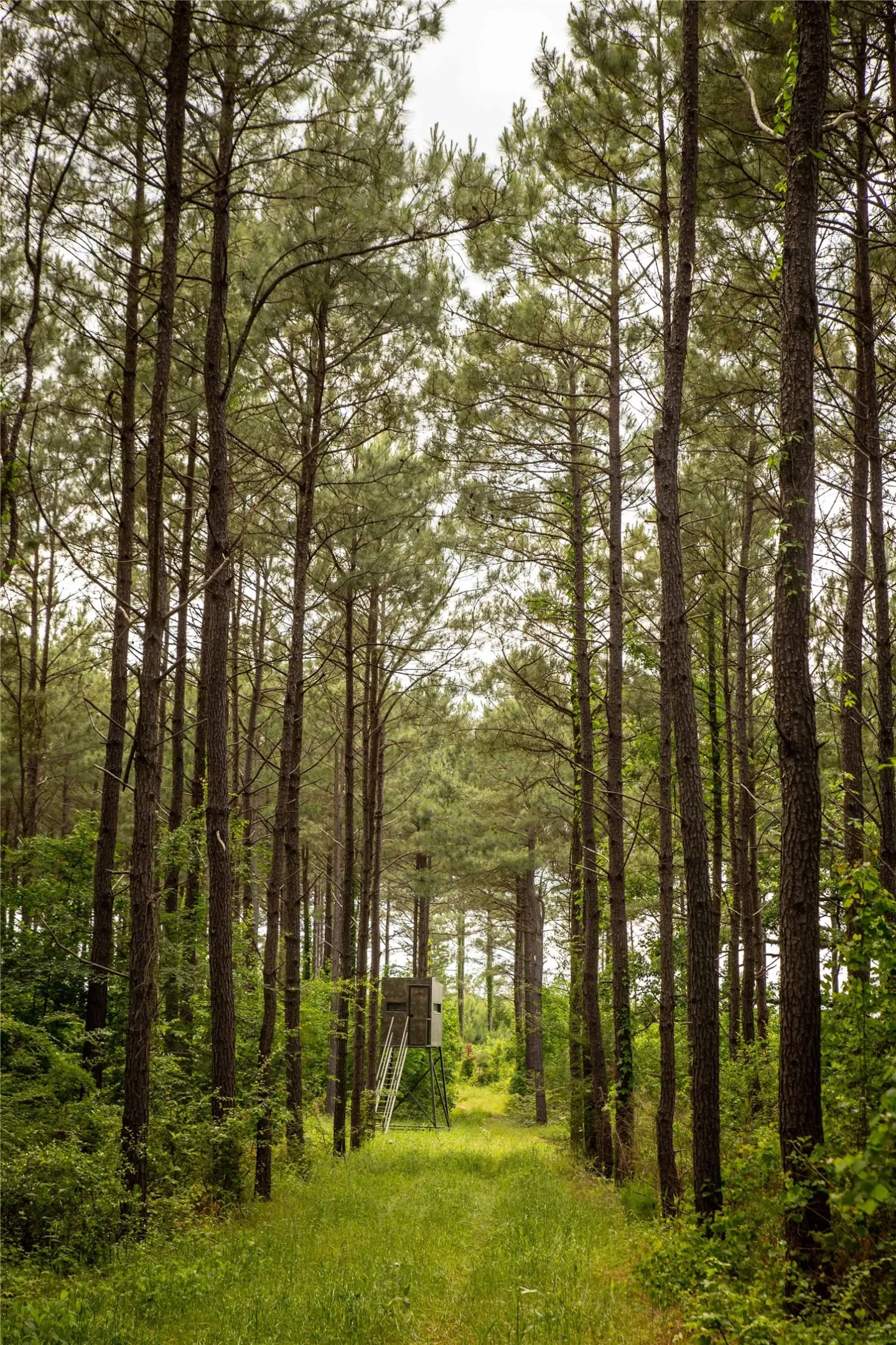 Improved Land For Sale in Cass County , 945 FM 130, Linden, Texas 75563, 0, 0, Garage spaces, 0 Sqft, built in 0, Price $3,700,000, mls#21366090, Real Estate Agent in Linden, Homes For Sale in Cass county, Homes For Sale in Linden, Realtor in Linden Texas, Real Estate Brokerage Independent Realty Texas, Luminita Cordes Realtor