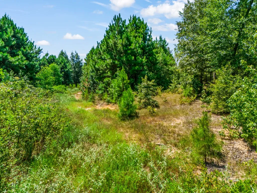 Expansive land parcel featuring dense evergreen and deciduous trees, with a natural clearing