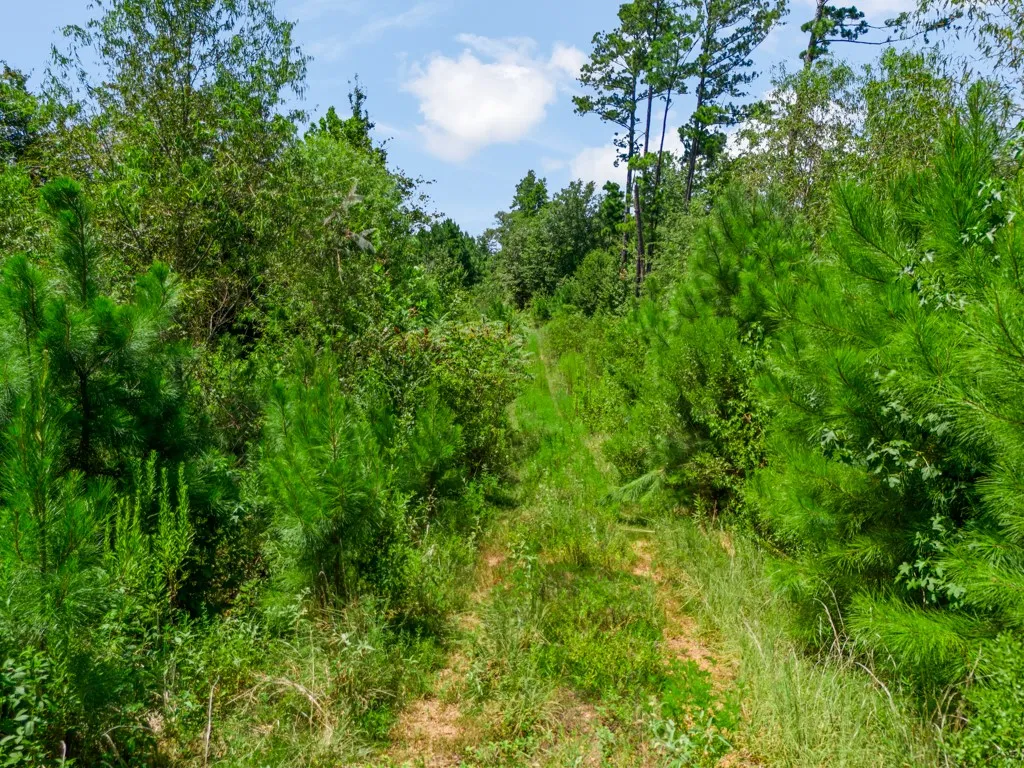 Wooded landscape with a natural path, featuring diverse green foliage and mature trees