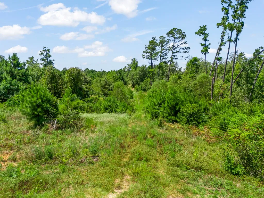 Expansive wooded lot featuring mature trees and natural vegetation