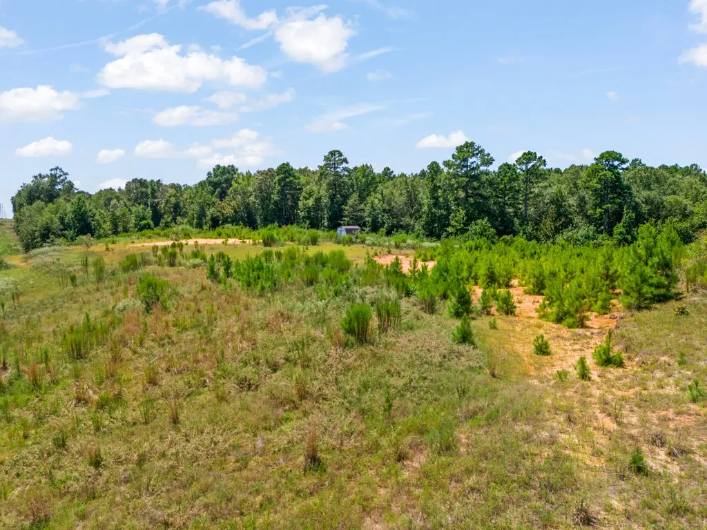 Expansive undeveloped land featuring natural vegetation and a dense tree line