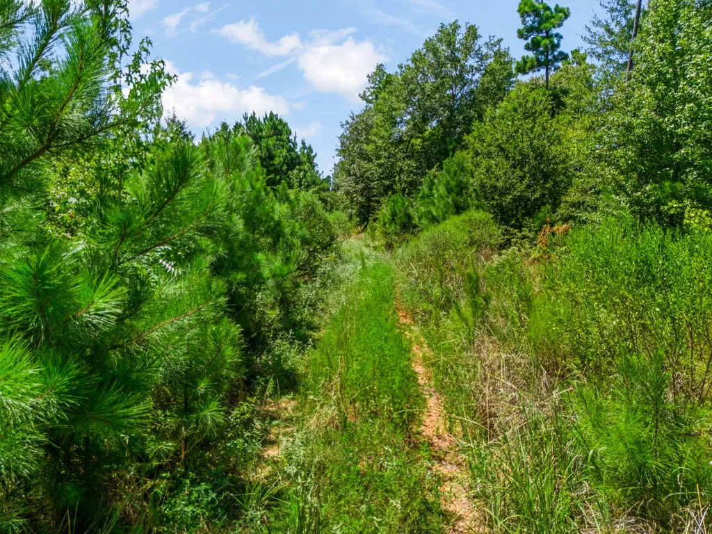 Wooded landscape with a visible path