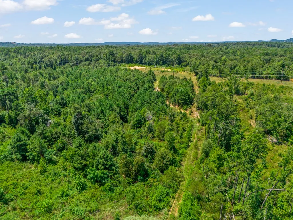 Expansive wooded acreage featuring diverse tree coverage and open clearings