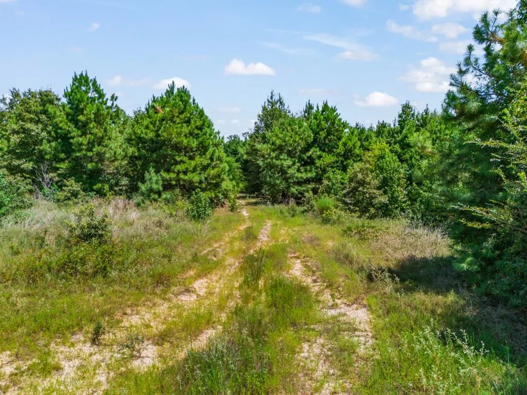 Wooded acreage featuring mature pine trees and natural ground cover