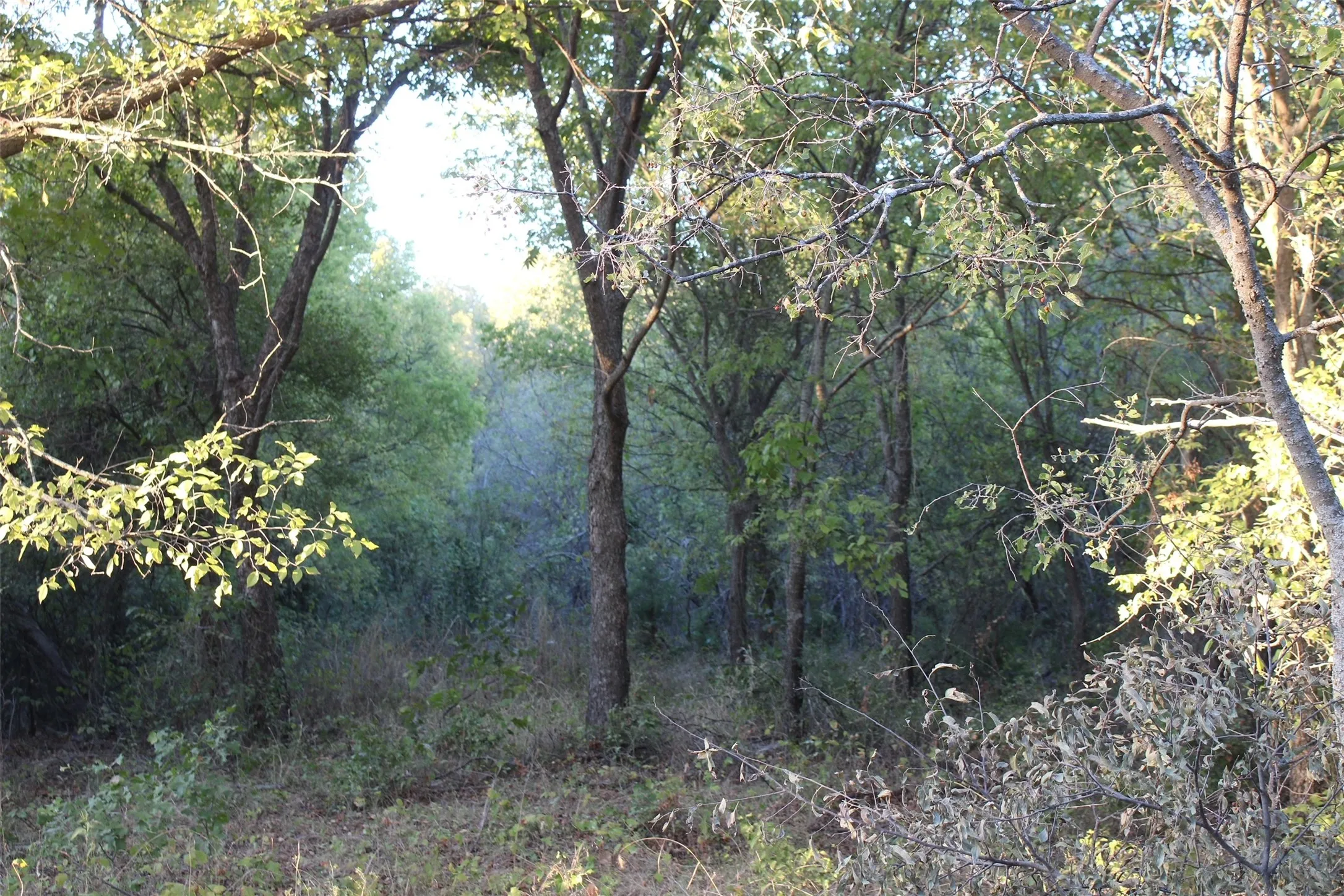 Unimproved Land For Sale in Montague County , 000 Eureka School Road, Nocona, Texas 76255, 0, 0, Garage spaces, 0 Sqft, built in 0, mls#21341545, Real Estate Agent in Nocona, Homes For Sale in Montague county, Homes For Sale in Nocona, Realtor in Nocona Texas, Real Estate Brokerage Independent Realty Texas, Luminita Cordes Realtor