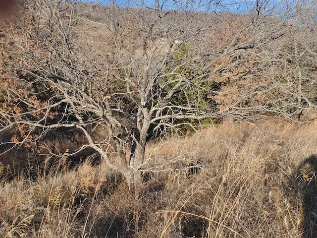 Unimproved Land For Sale in Montague County , 000 Eureka School Road, Nocona, Texas 76255, 0, 0, Garage spaces, 0 Sqft, built in 0, mls#21341545, Real Estate Agent in Nocona, Homes For Sale in Montague county, Homes For Sale in Nocona, Realtor in Nocona Texas, Real Estate Brokerage Independent Realty Texas, Luminita Cordes Realtor