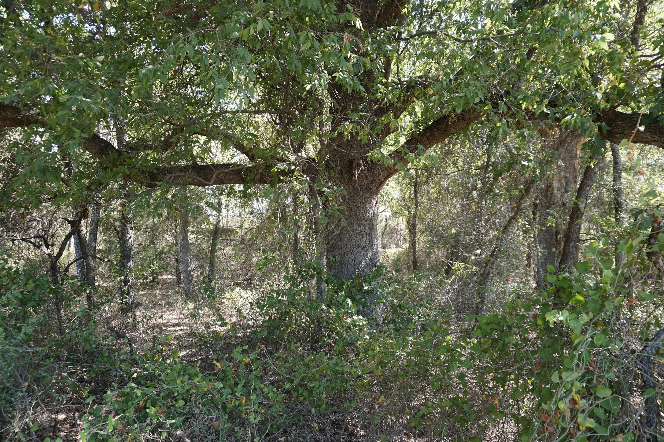 Unimproved Land For Sale in Navarro County , Tract 2 NE County Road 1030, Rice, Texas 75155, 0, 0, Garage spaces, 0 Sqft, built in 0, mls#21364395, Real Estate Agent in Rice, Homes For Sale in Navarro county, Homes For Sale in Rice, Realtor in Rice Texas, Real Estate Brokerage Independent Realty Texas, Luminita Cordes Realtor