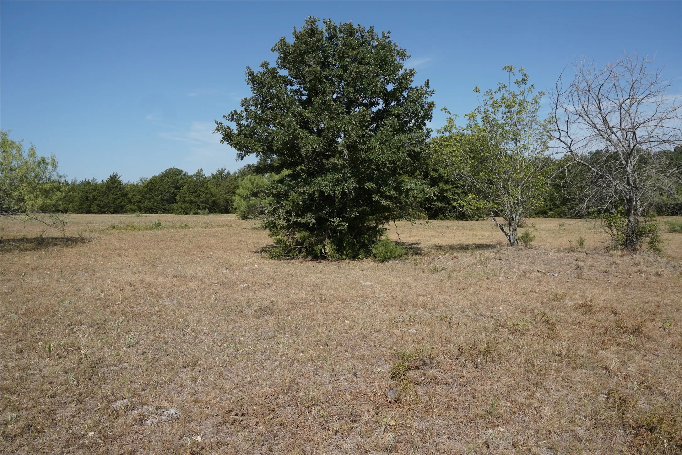 Unimproved Land For Sale in Navarro County , Tract 2 NE County Road 1030, Rice, Texas 75155, 0, 0, Garage spaces, 0 Sqft, built in 0, mls#21364395, Real Estate Agent in Rice, Homes For Sale in Navarro county, Homes For Sale in Rice, Realtor in Rice Texas, Real Estate Brokerage Independent Realty Texas, Luminita Cordes Realtor