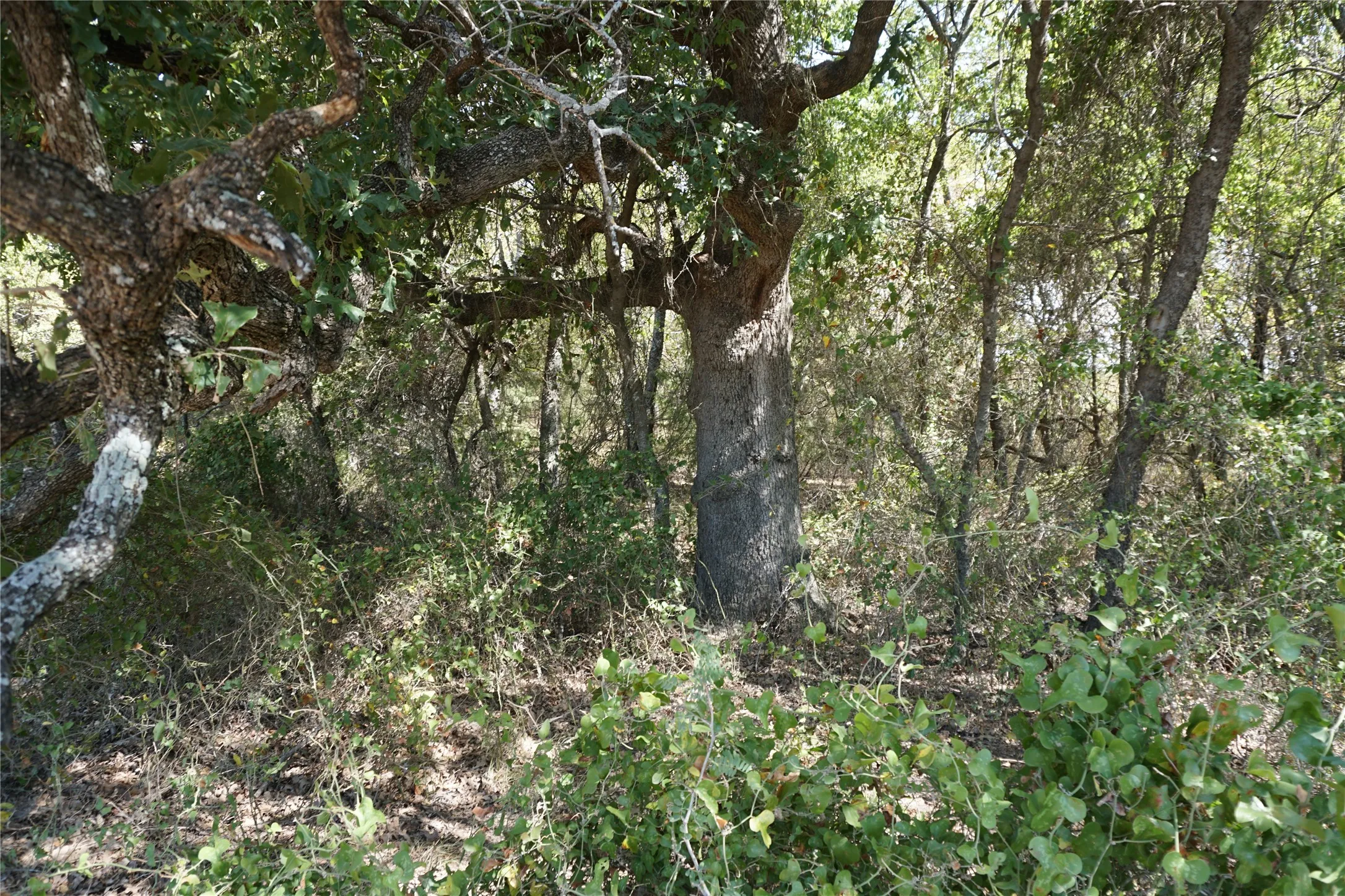 Unimproved Land For Sale in Navarro County , Tract 2 NE County Road 1030, Rice, Texas 75155, 0, 0, Garage spaces, 0 Sqft, built in 0, mls#21364395, Real Estate Agent in Rice, Homes For Sale in Navarro county, Homes For Sale in Rice, Realtor in Rice Texas, Real Estate Brokerage Independent Realty Texas, Luminita Cordes Realtor