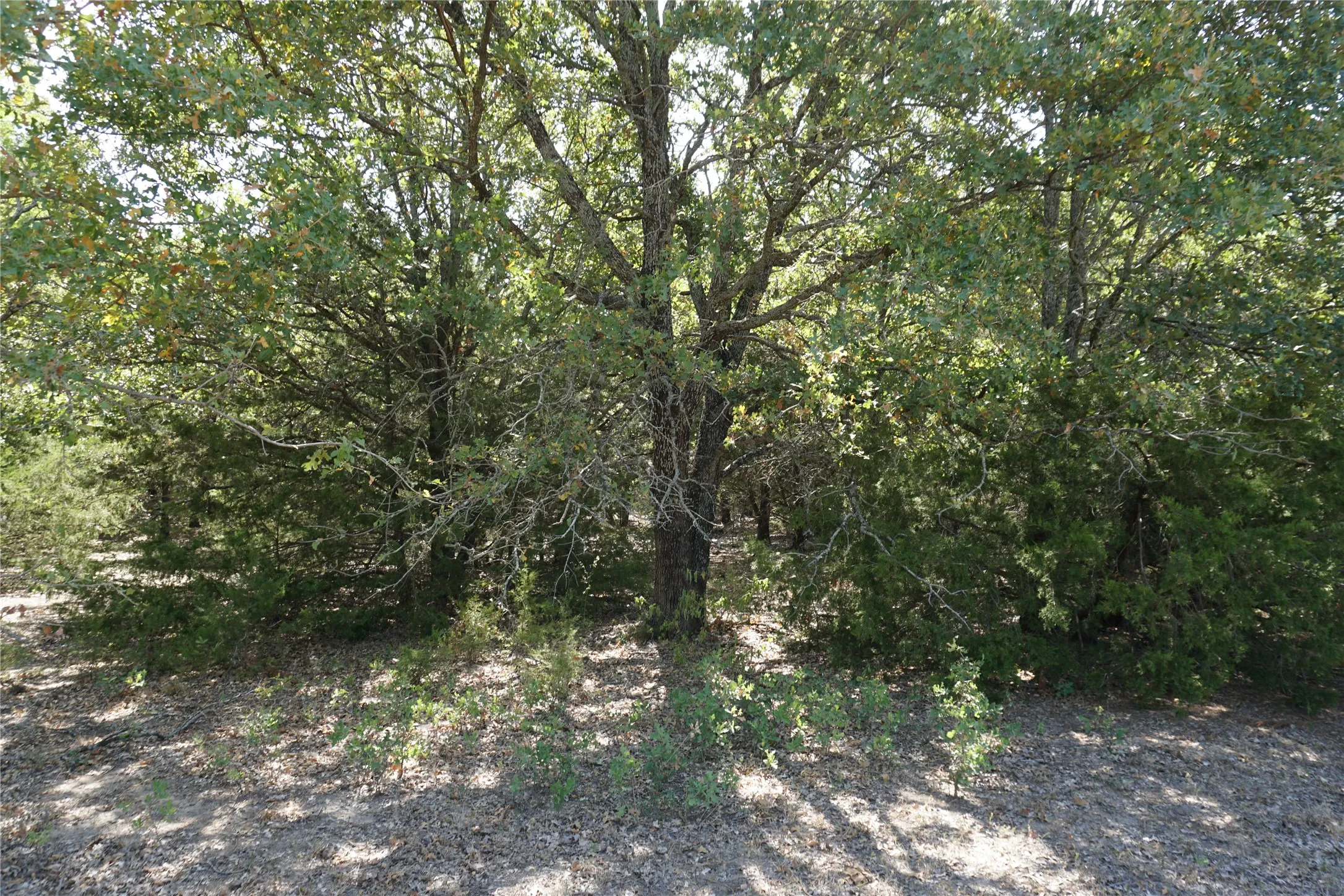 Unimproved Land For Sale in Navarro County , Tract 2 NE County Road 1030, Rice, Texas 75155, 0, 0, Garage spaces, 0 Sqft, built in 0, mls#21364395, Real Estate Agent in Rice, Homes For Sale in Navarro county, Homes For Sale in Rice, Realtor in Rice Texas, Real Estate Brokerage Independent Realty Texas, Luminita Cordes Realtor