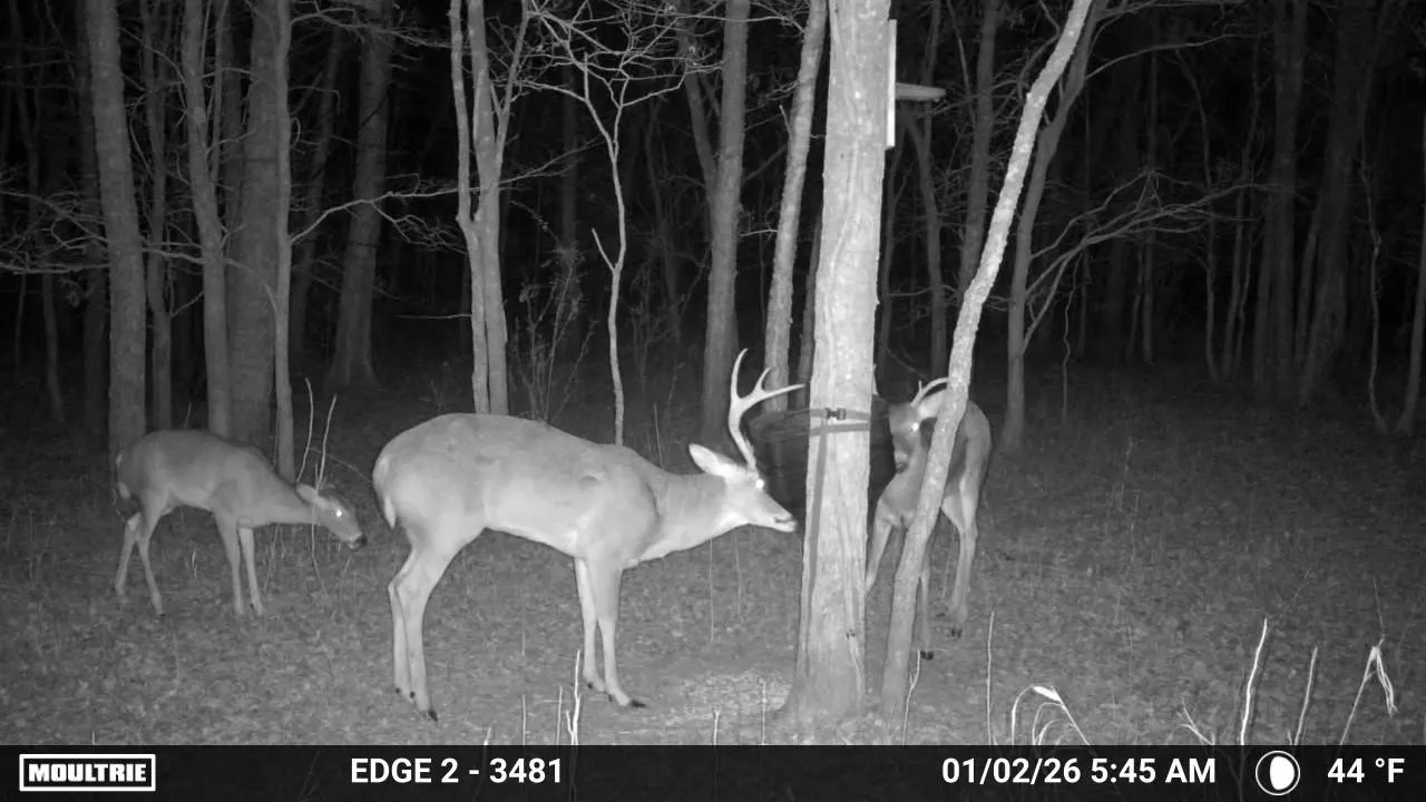 An example of some of the deer that come through the property