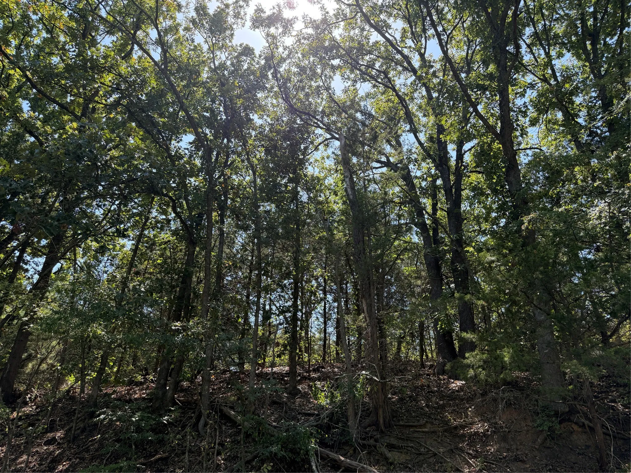Improved Land For Sale in Grayson County , 2008 S Lang Avenue, Denison, Texas 75020, 0, 0, Garage spaces, 0 Sqft, built in 0, mls#21366913, Real Estate Agent in Denison, Homes For Sale in Grayson county, Homes For Sale in Denison, Realtor in Denison Texas, Real Estate Brokerage Independent Realty Texas, Luminita Cordes Realtor