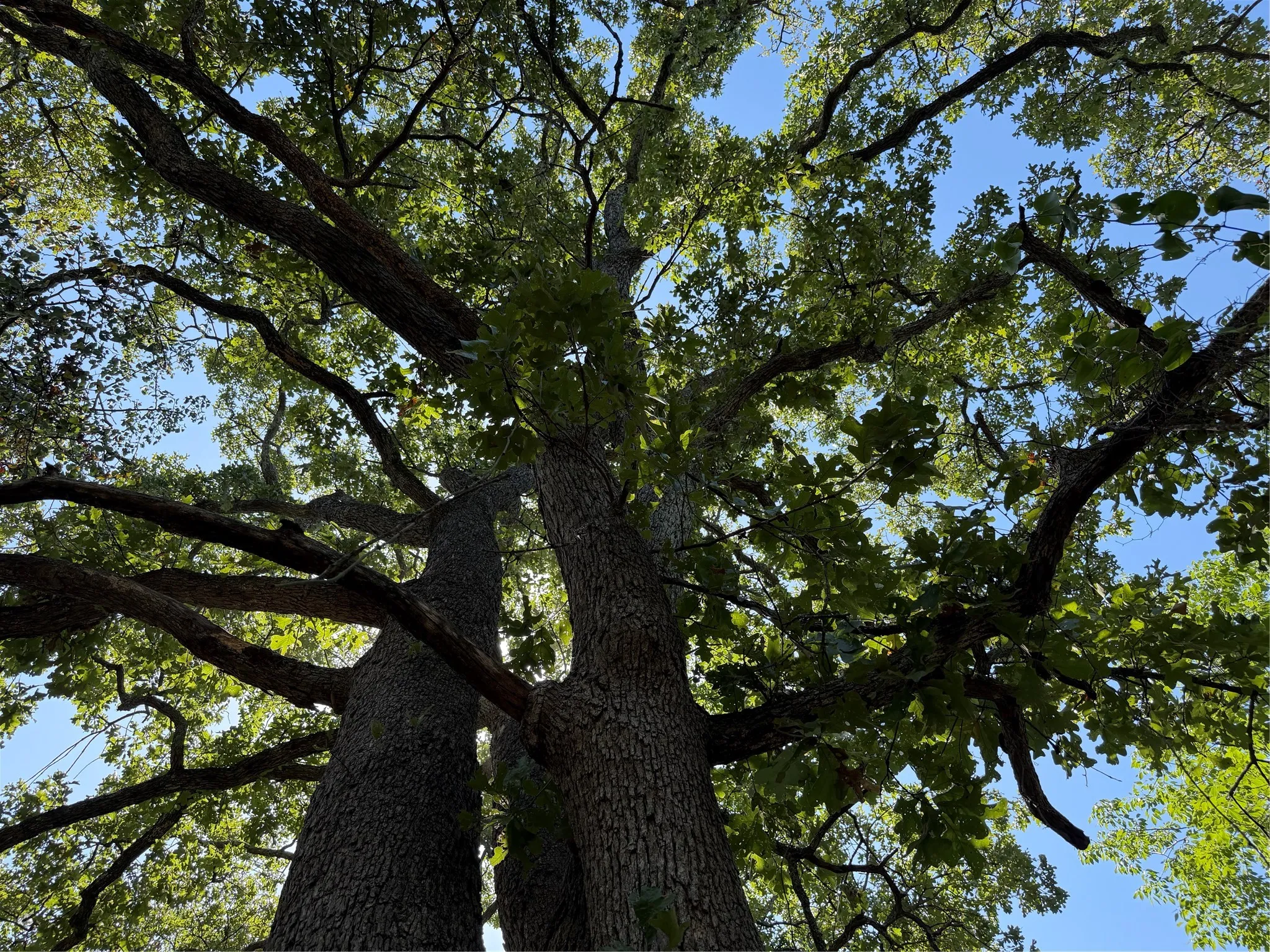 Improved Land For Sale in Grayson County , 2008 S Lang Avenue, Denison, Texas 75020, 0, 0, Garage spaces, 0 Sqft, built in 0, mls#21366913, Real Estate Agent in Denison, Homes For Sale in Grayson county, Homes For Sale in Denison, Realtor in Denison Texas, Real Estate Brokerage Independent Realty Texas, Luminita Cordes Realtor