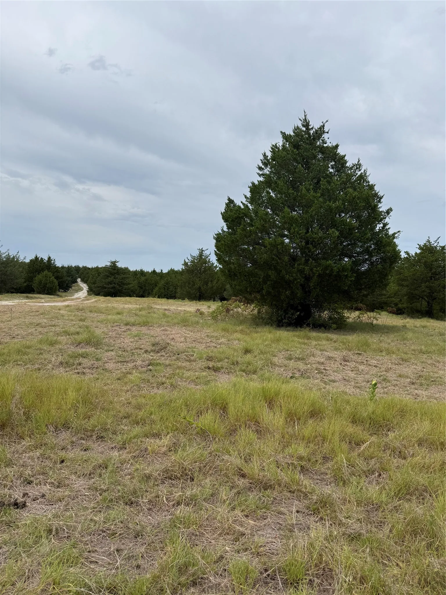 Expansive lot featuring a natural, grassy landscape and mature trees, with a winding dirt path