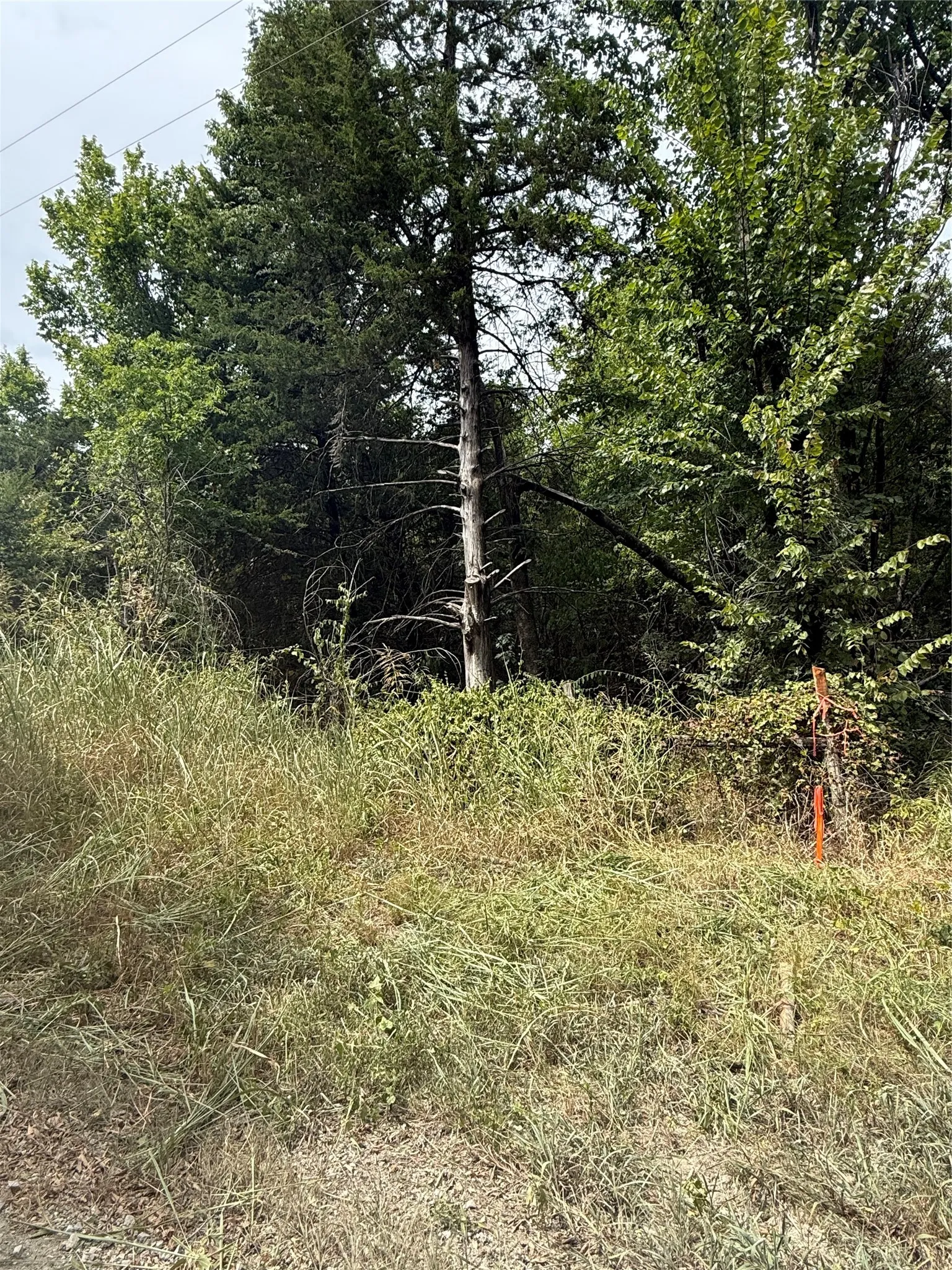 Wooded land with established trees and natural ground cover