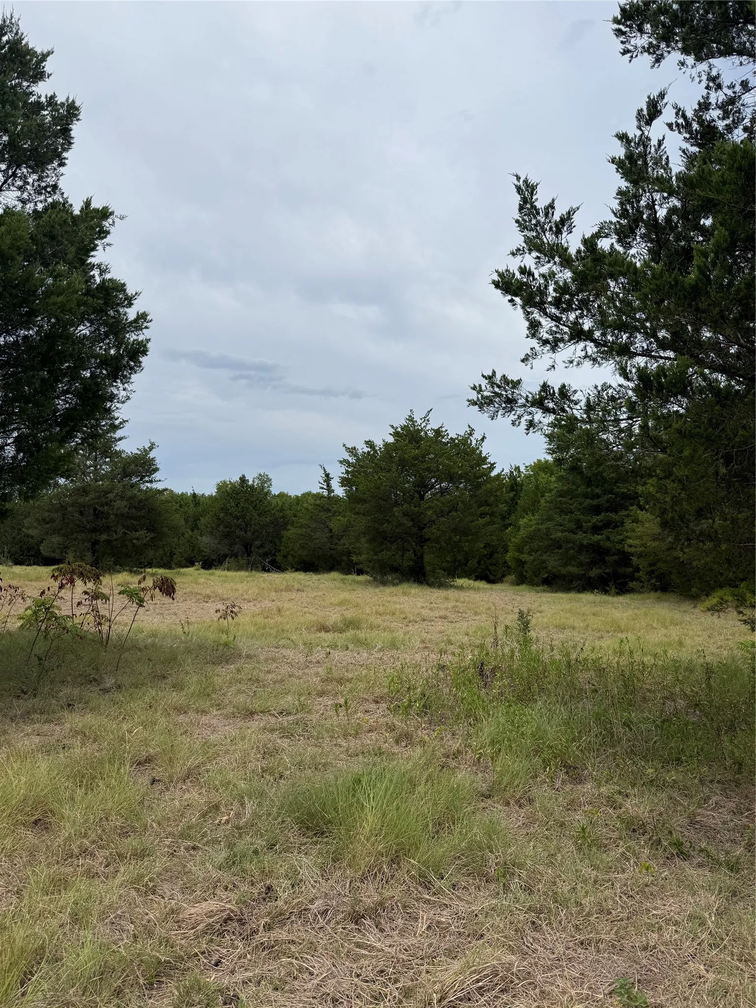 Expansive open field surrounded by mature trees