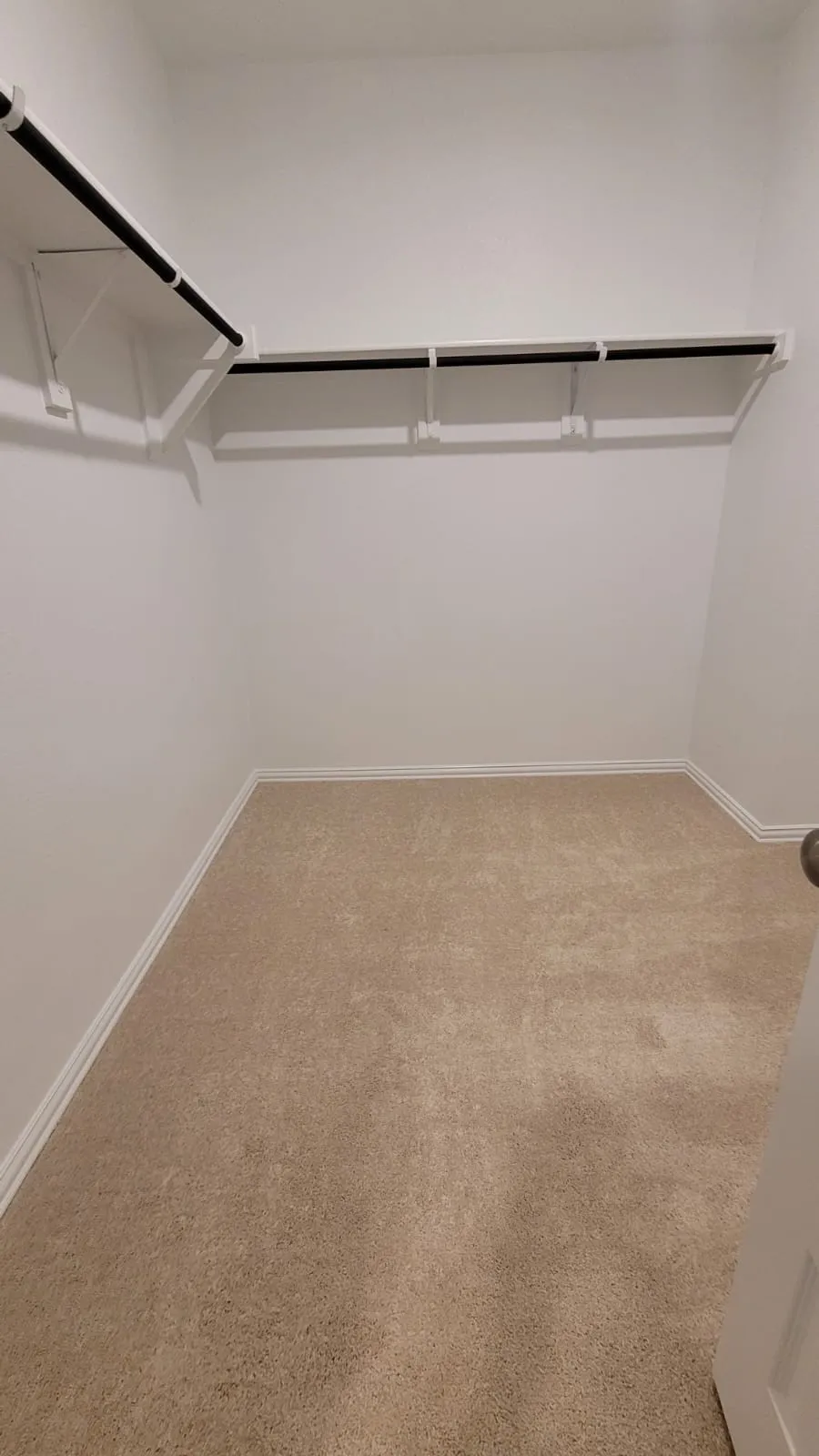 Spacious walk-in closet featuring carpet flooring, dual clothing rods with multiple hanging sections, and white painted walls with ample natural lighting from overhead fixtures