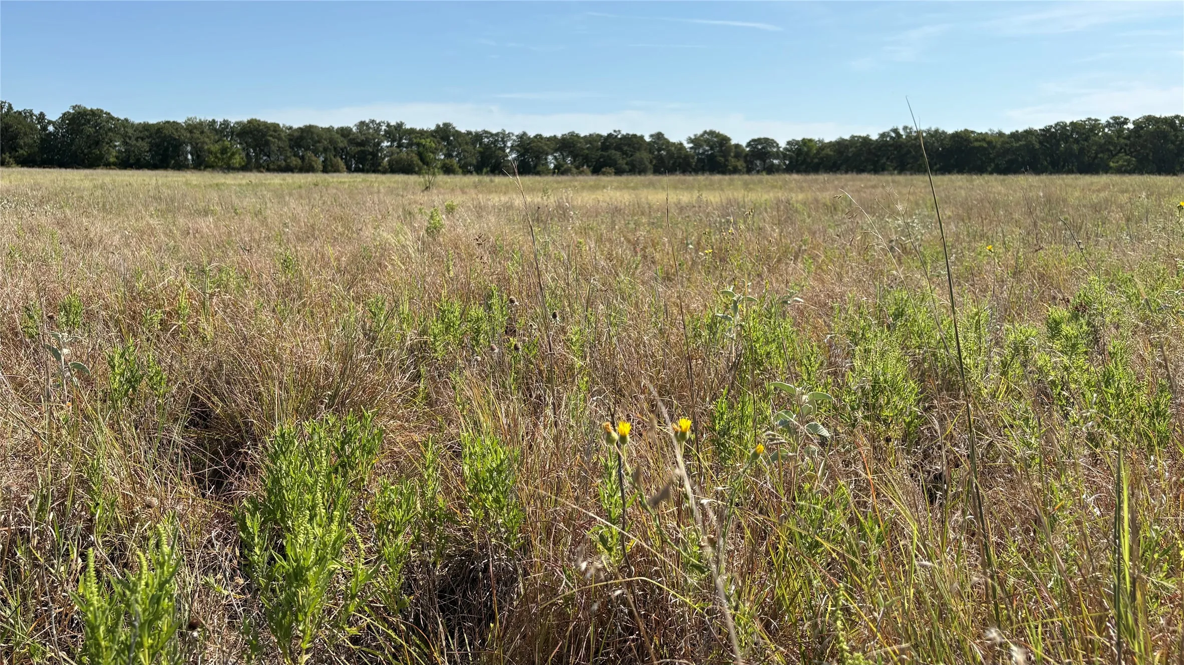 Ranch For Sale in Eastland County , TBD County Road 366, Gorman, Texas 76454, 0, 0, Garage spaces, 0 Sqft, built in 0, mls#21310453, Real Estate Agent in Gorman, Homes For Sale in Eastland county, Homes For Sale in Gorman, Realtor in Gorman Texas, Real Estate Brokerage Independent Realty Texas, Luminita Cordes Realtor