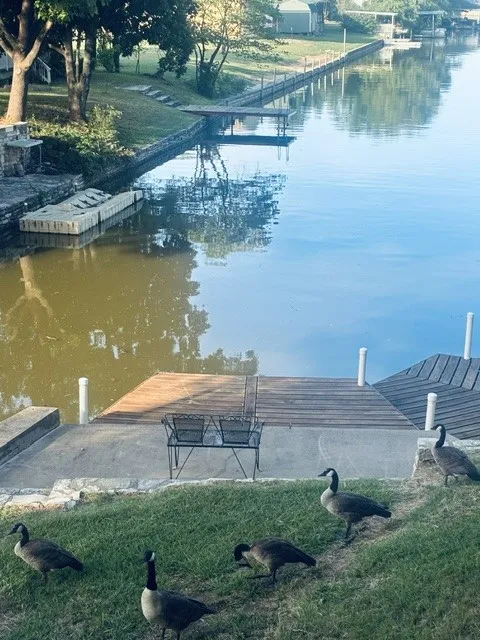 WILD GEESE AT END OF CANAL AND DOCK AREA