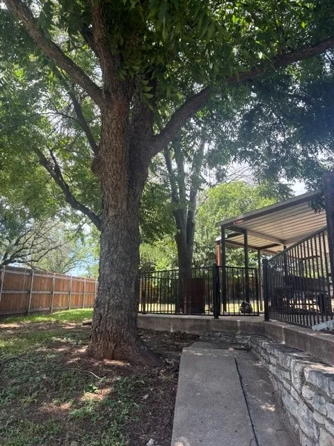 SIDE YARD, PECAN TREE