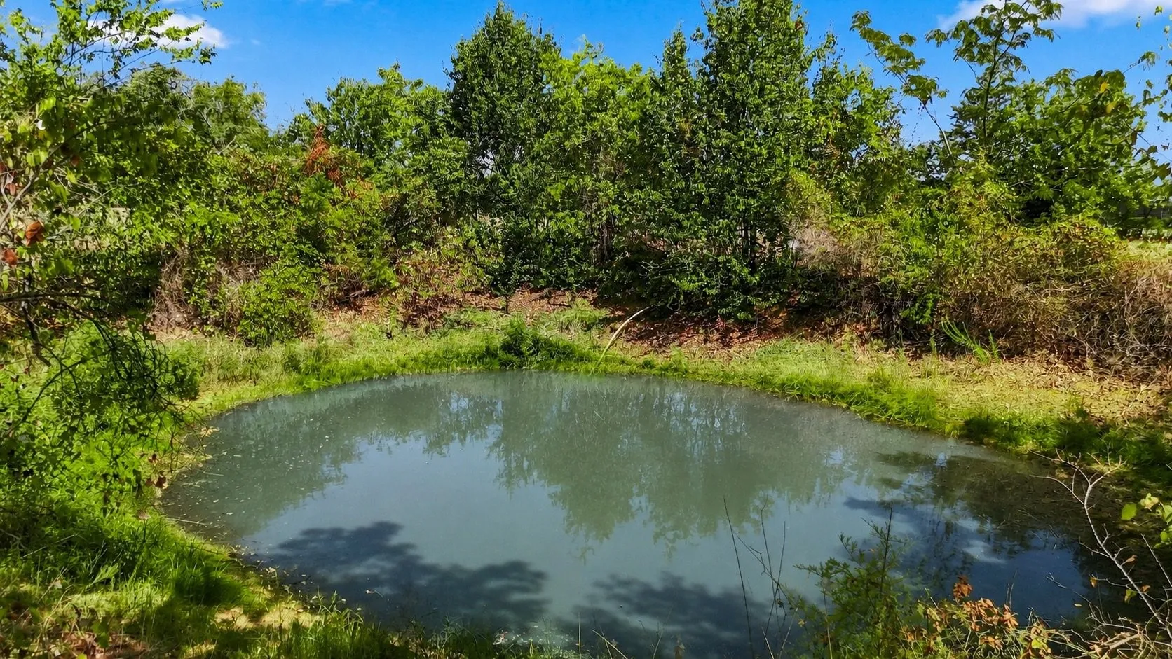 Natural pond surrounded by mature landscaping and native vegetation, offering a serene water feature on the property