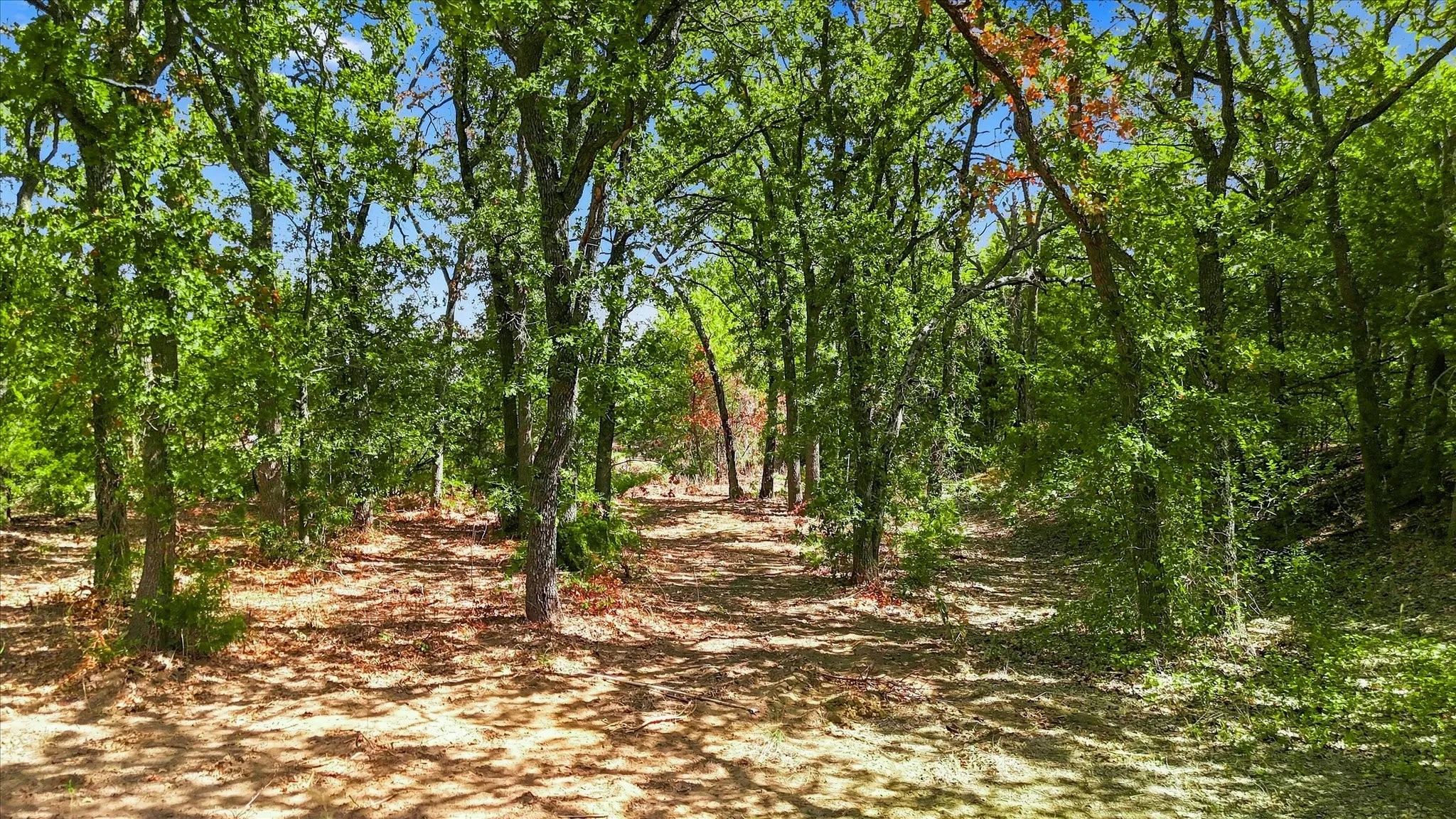 Wooded lot featuring mature trees and dappled sunlight